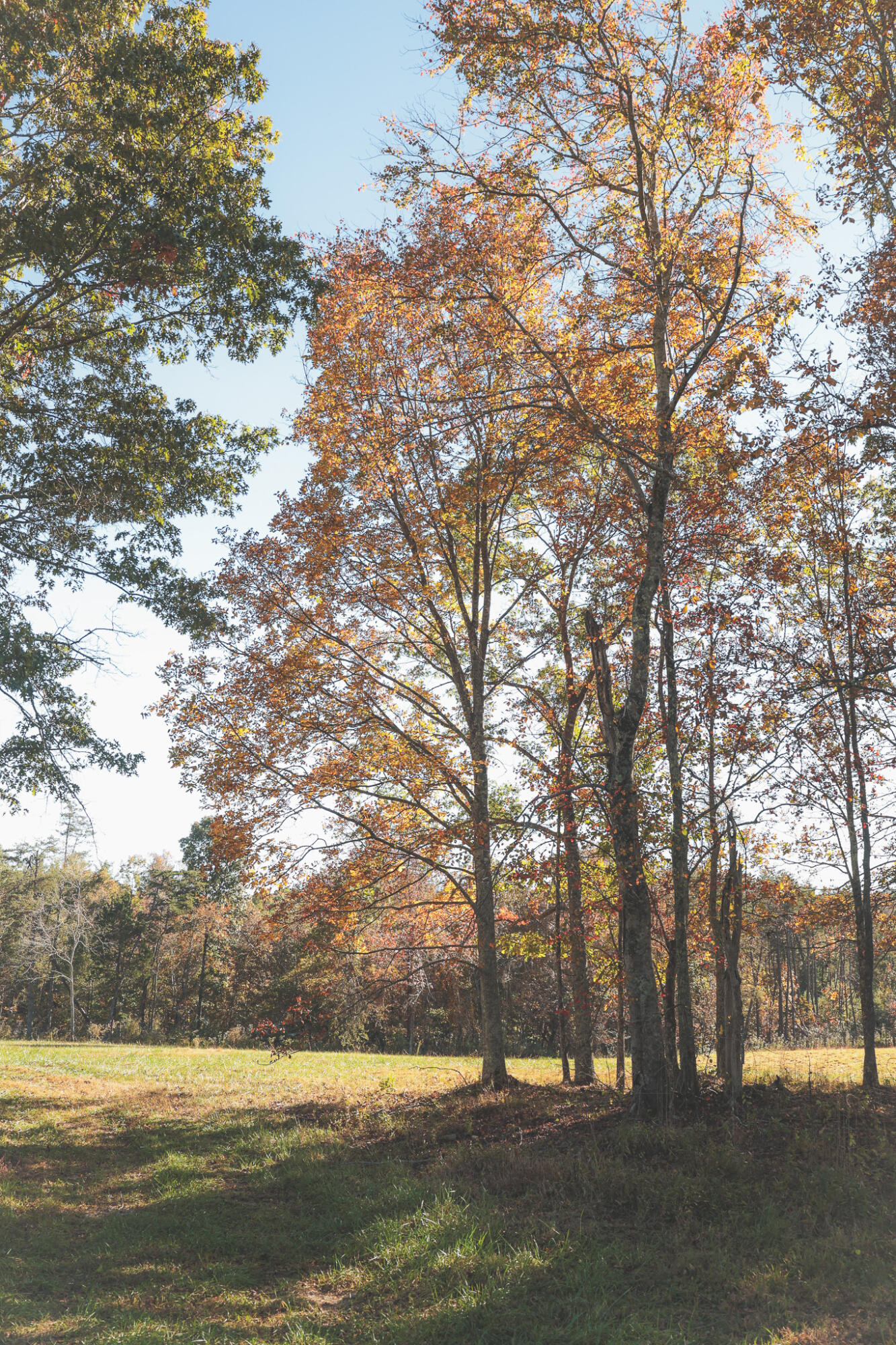 1047 Nelson Harrison Road Property Photo 112