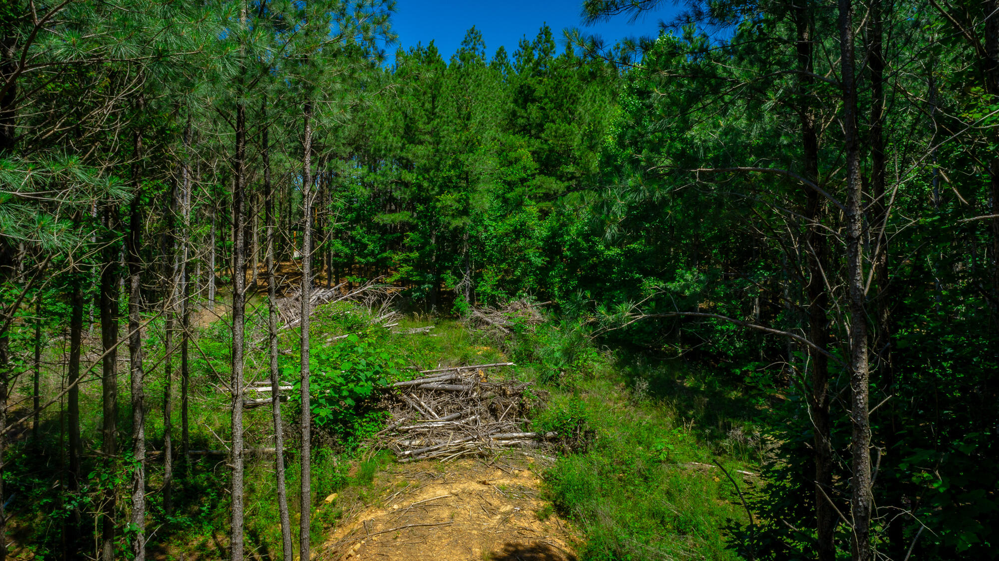1163 Split Rail Way Property Photo 102
