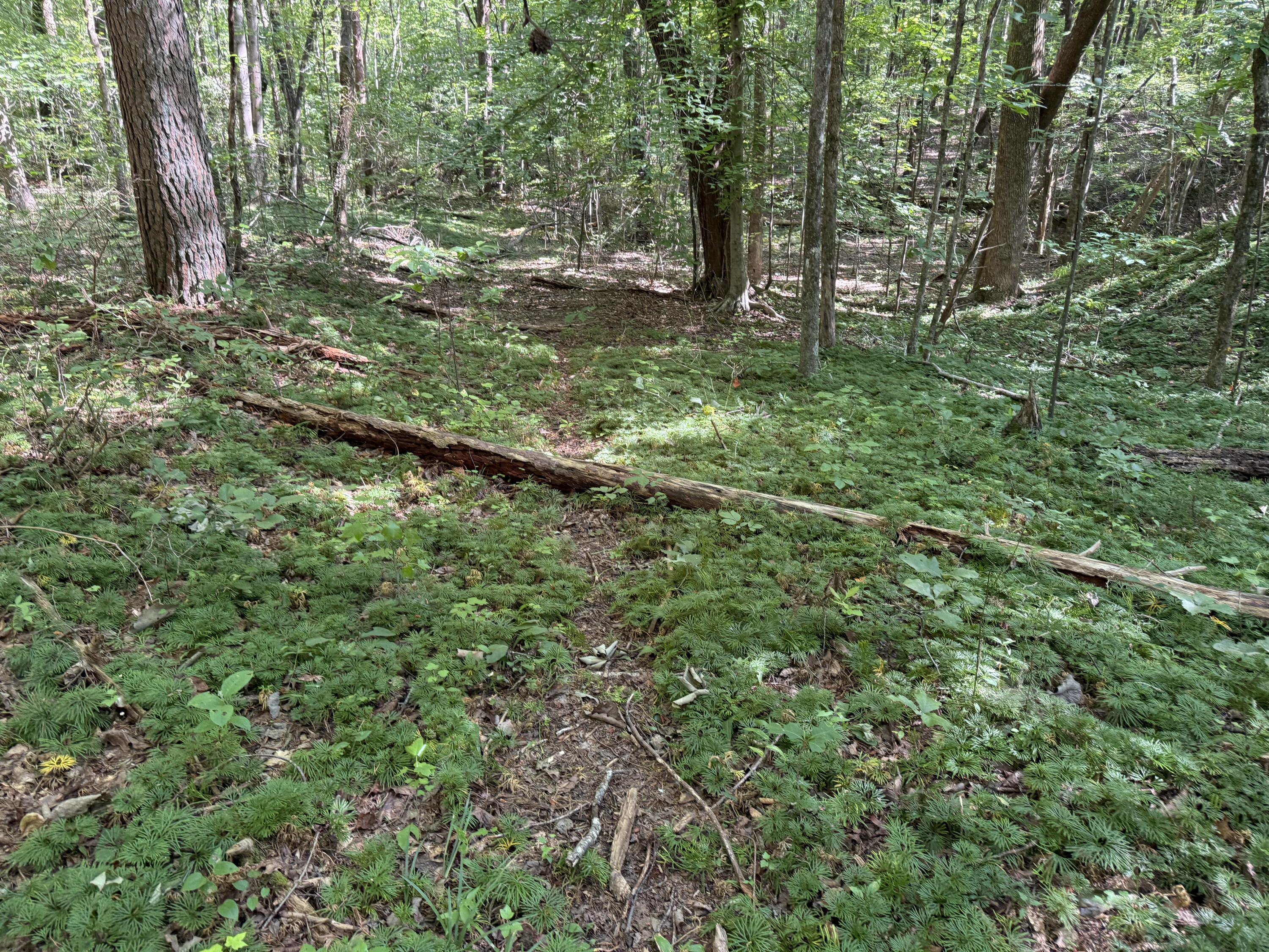 4.16 Acres N Stewart Lane Property Photo 1