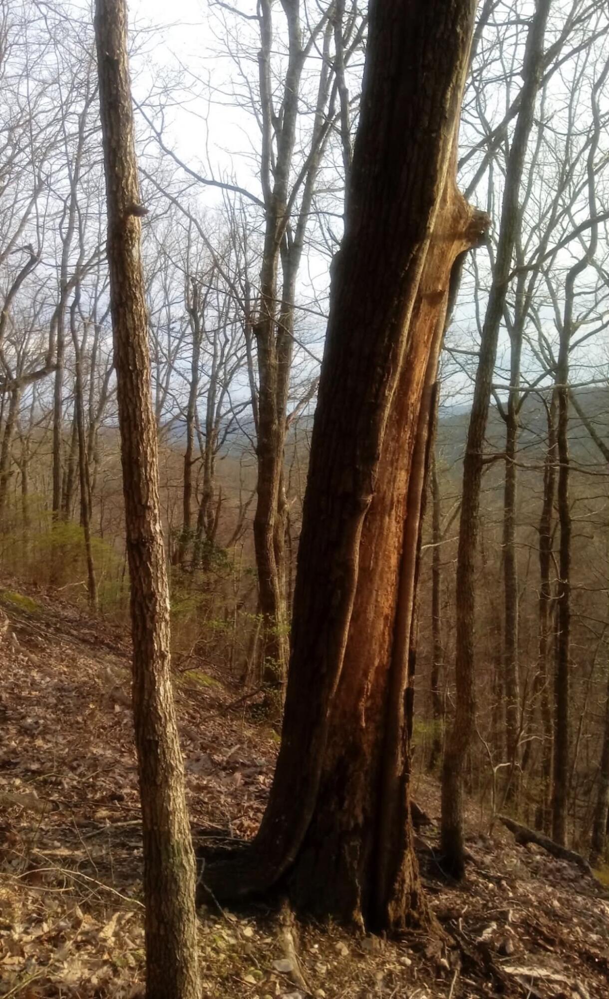 0 Deer Run Road Property Photo 11