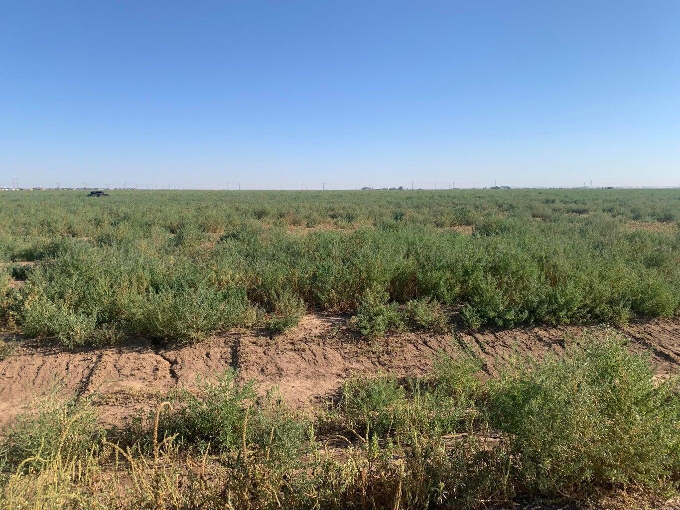 Bushland Real Estate Listings Main Image