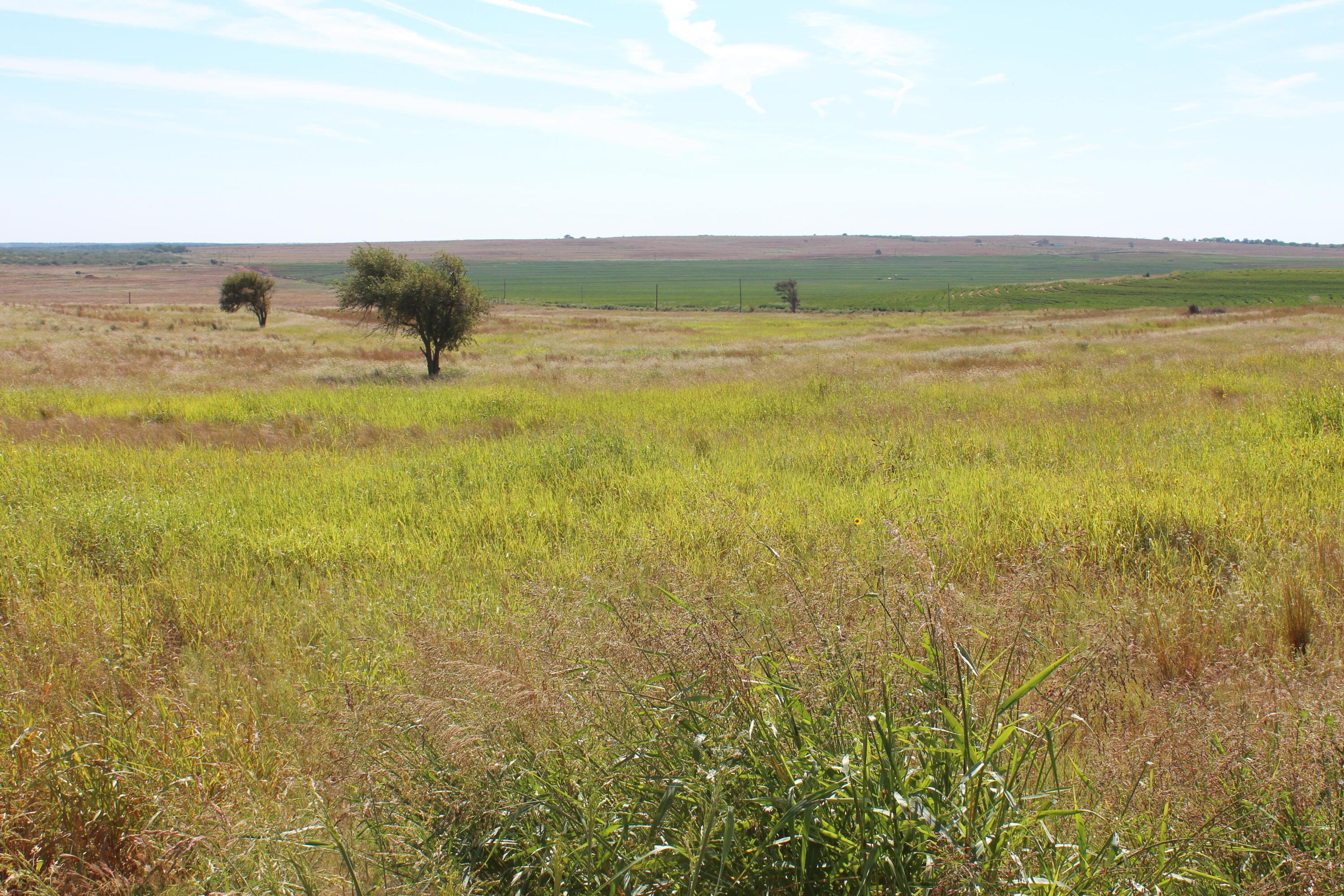 325 Acres Childress Property Photo 4