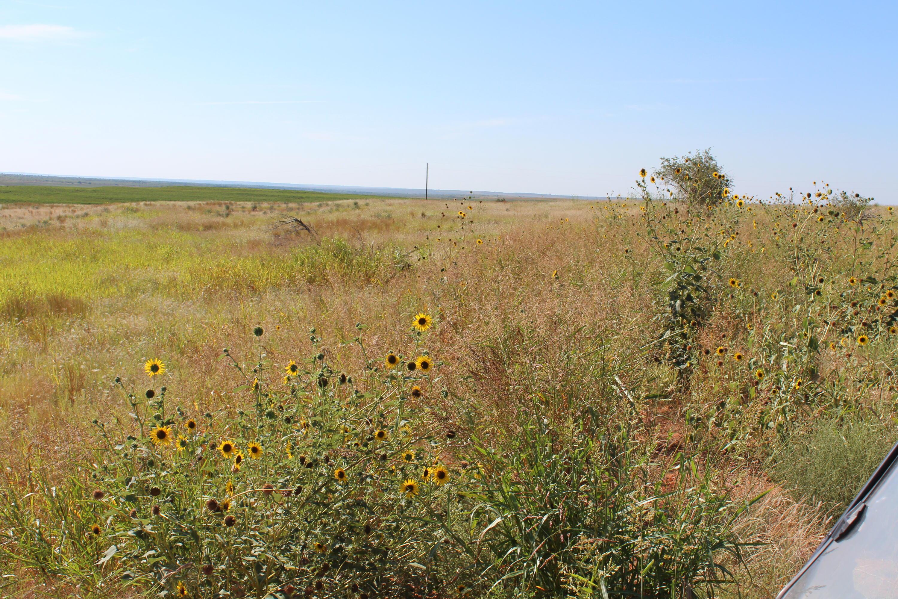 325 Acres Childress Property Photo 5