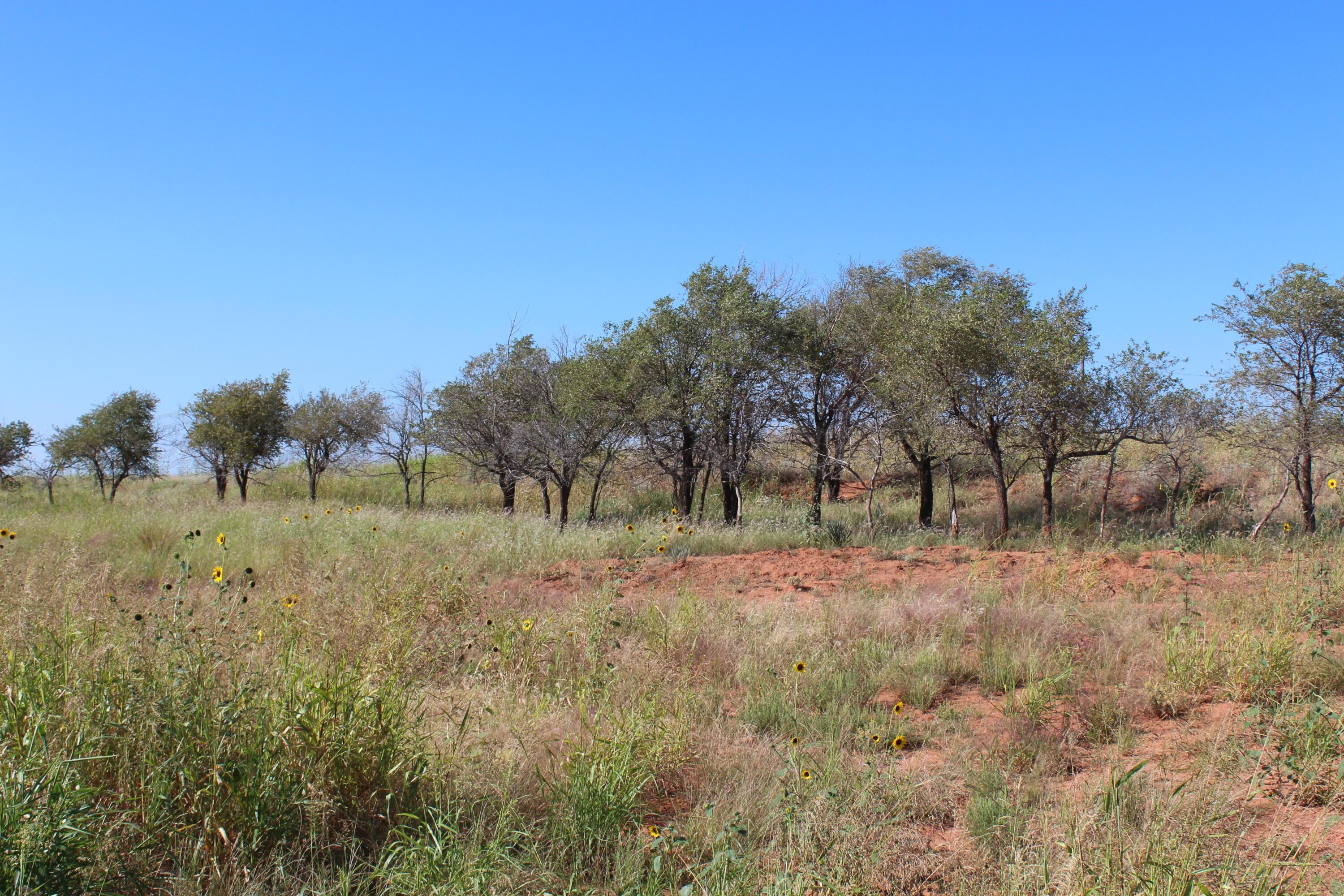 325 Acres Childress Property Photo 6