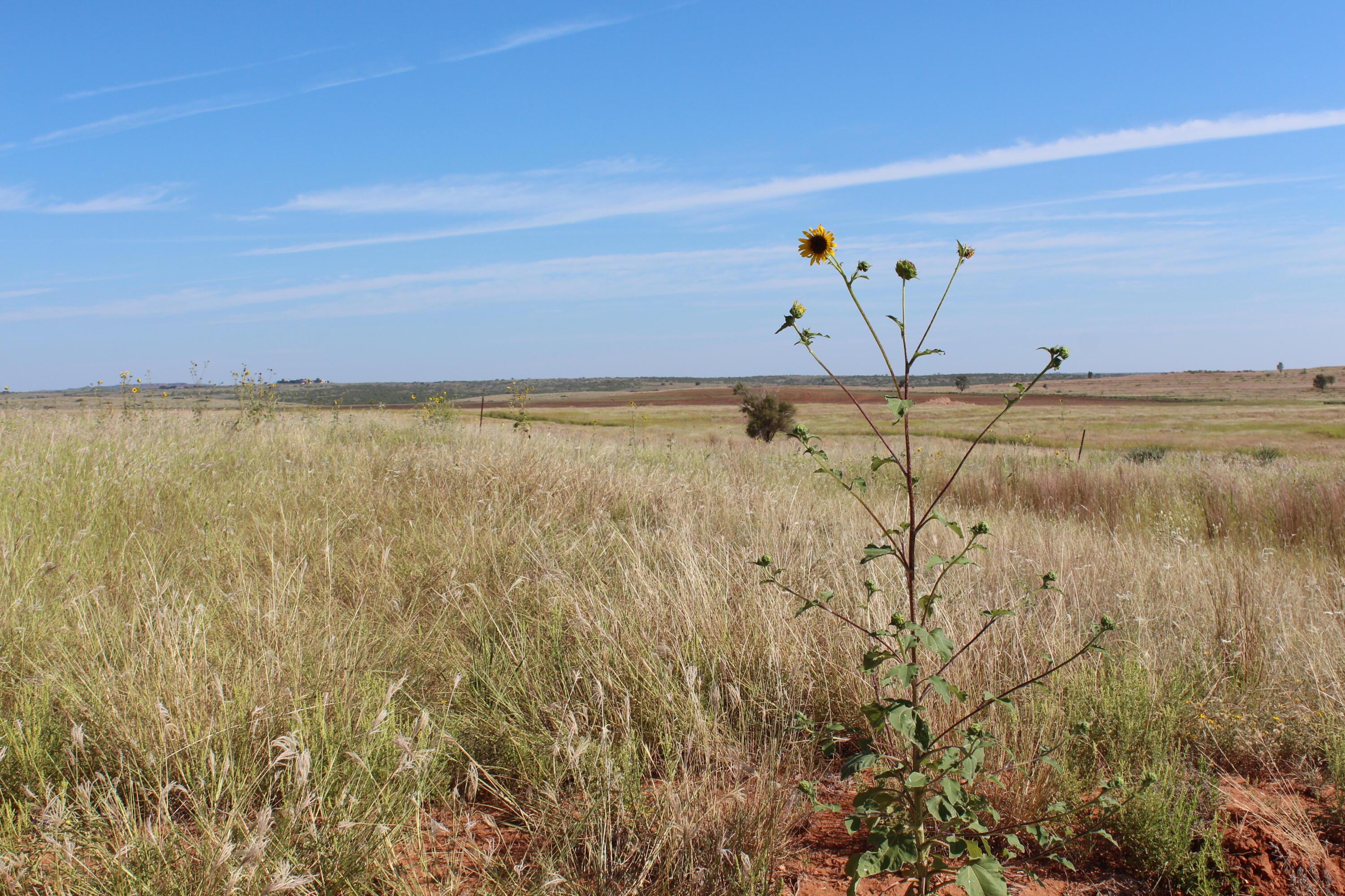 325 Acres Childress Property Photo 8