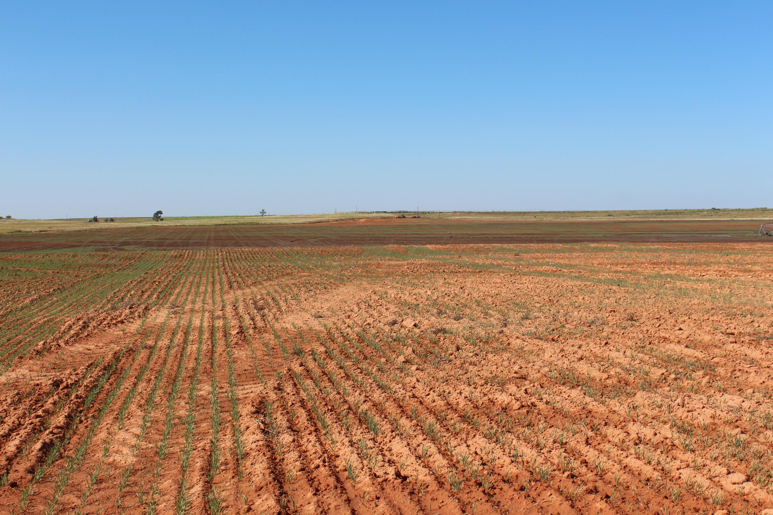 325 Acres Childress Property Photo 12