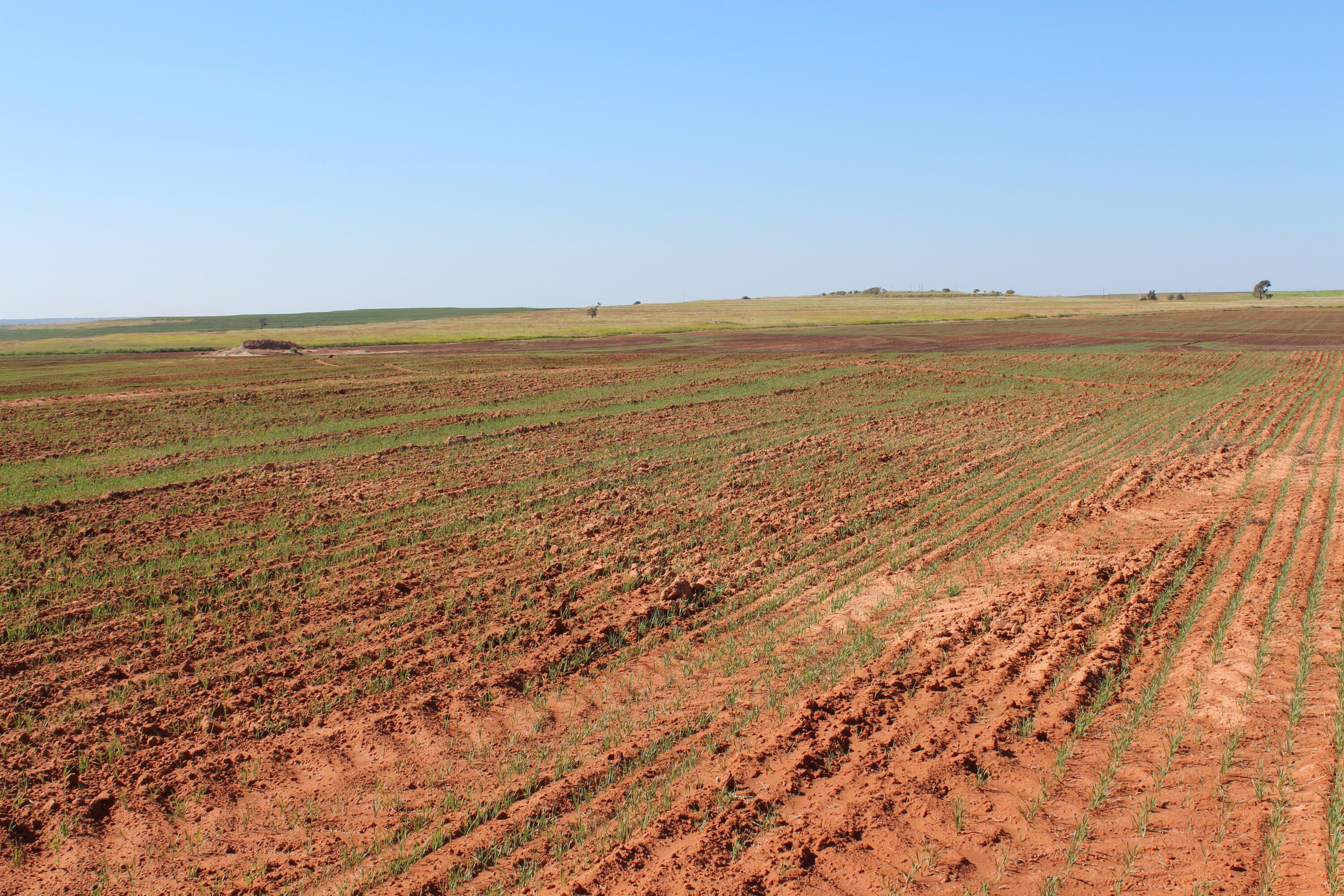 325 Acres Childress Property Photo 13