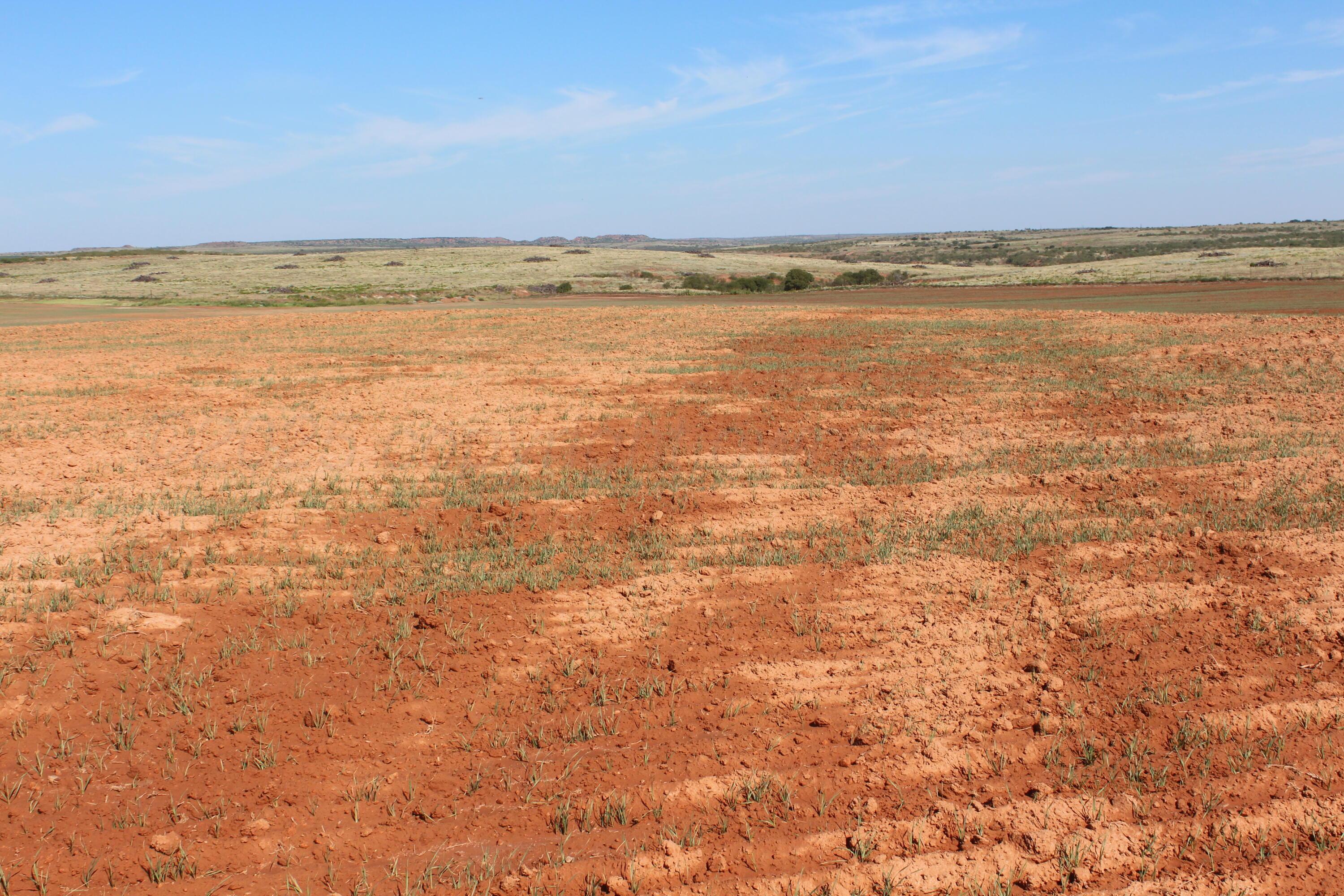 325 Acres Childress Property Photo 14