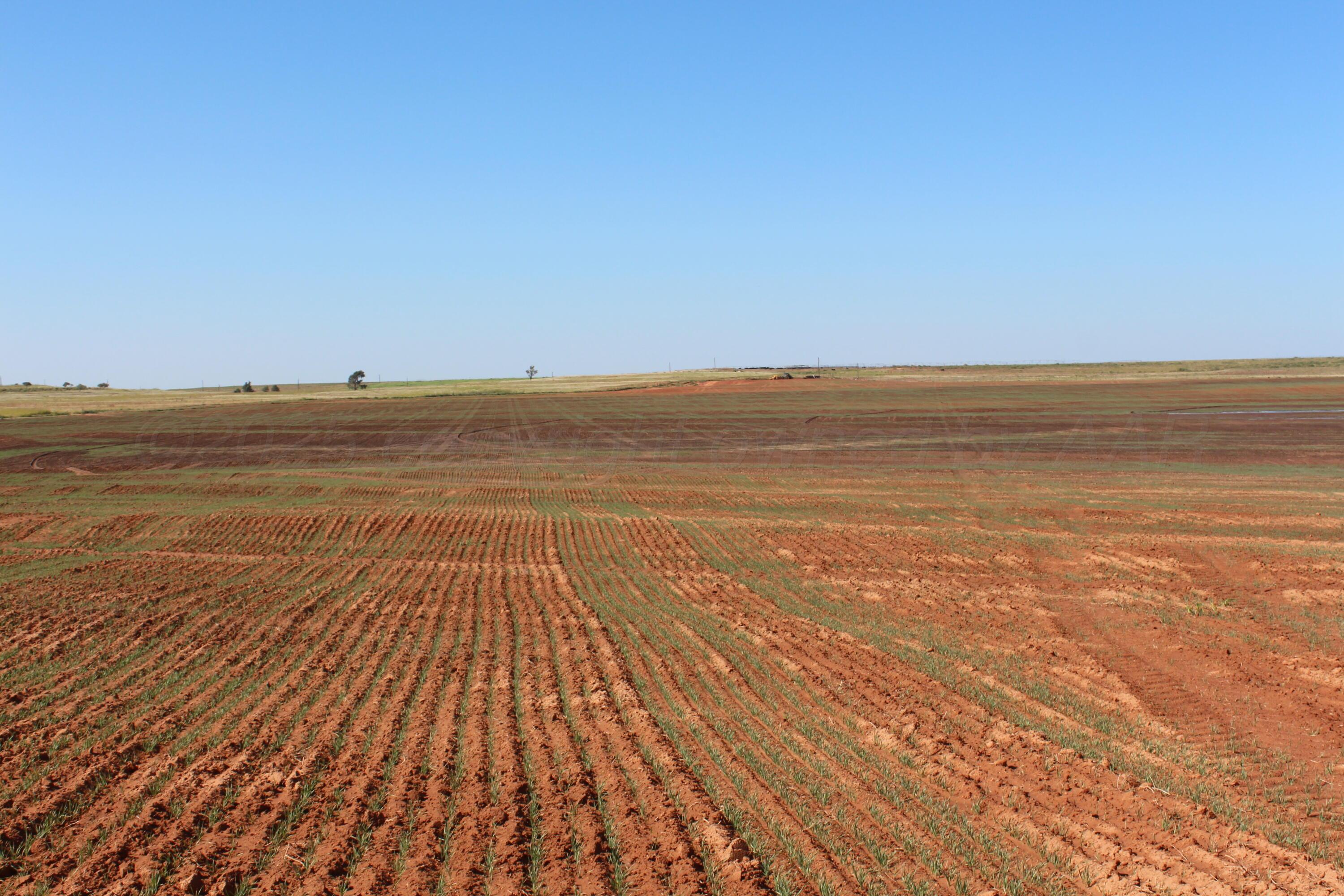 325 Acres Childress Property Photo 15