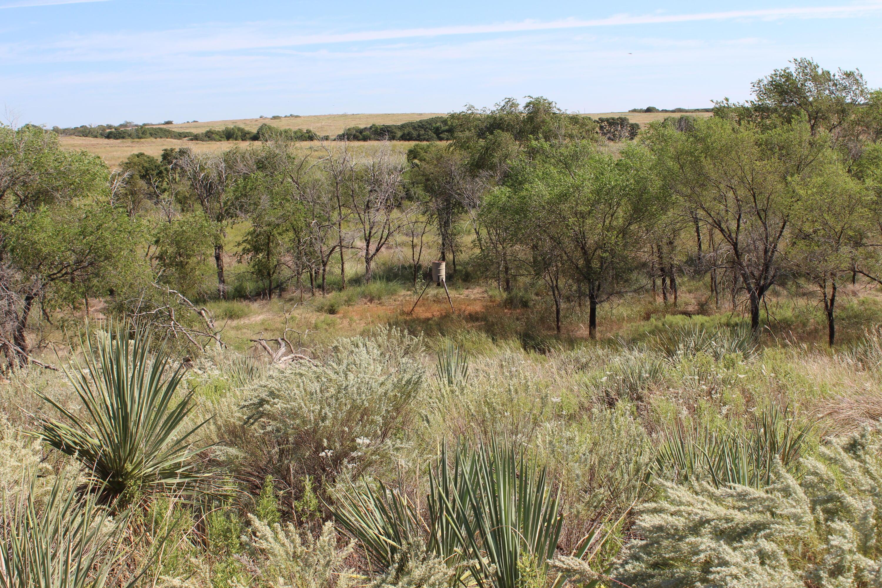 325 Acres Childress Property Photo 22