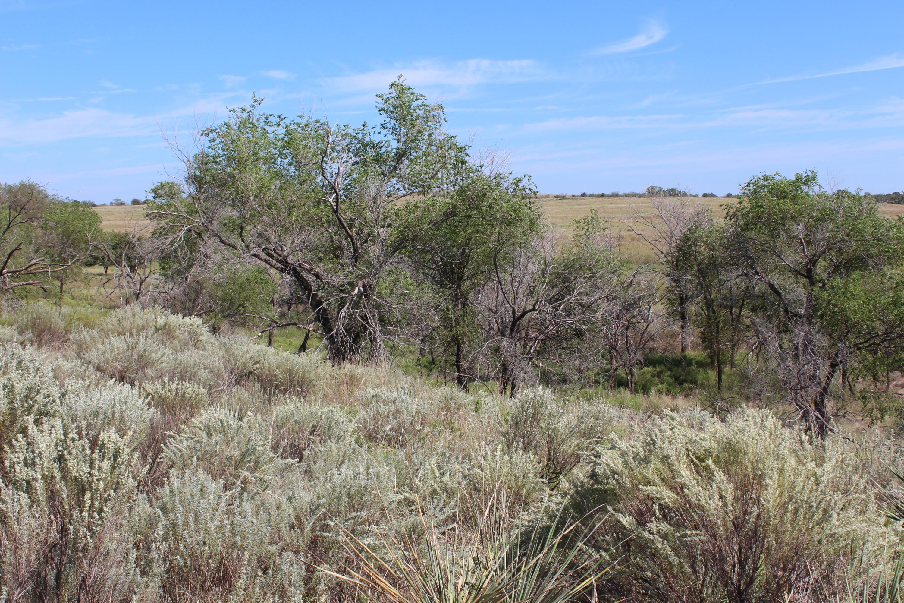 325 Acres Childress Property Photo 23