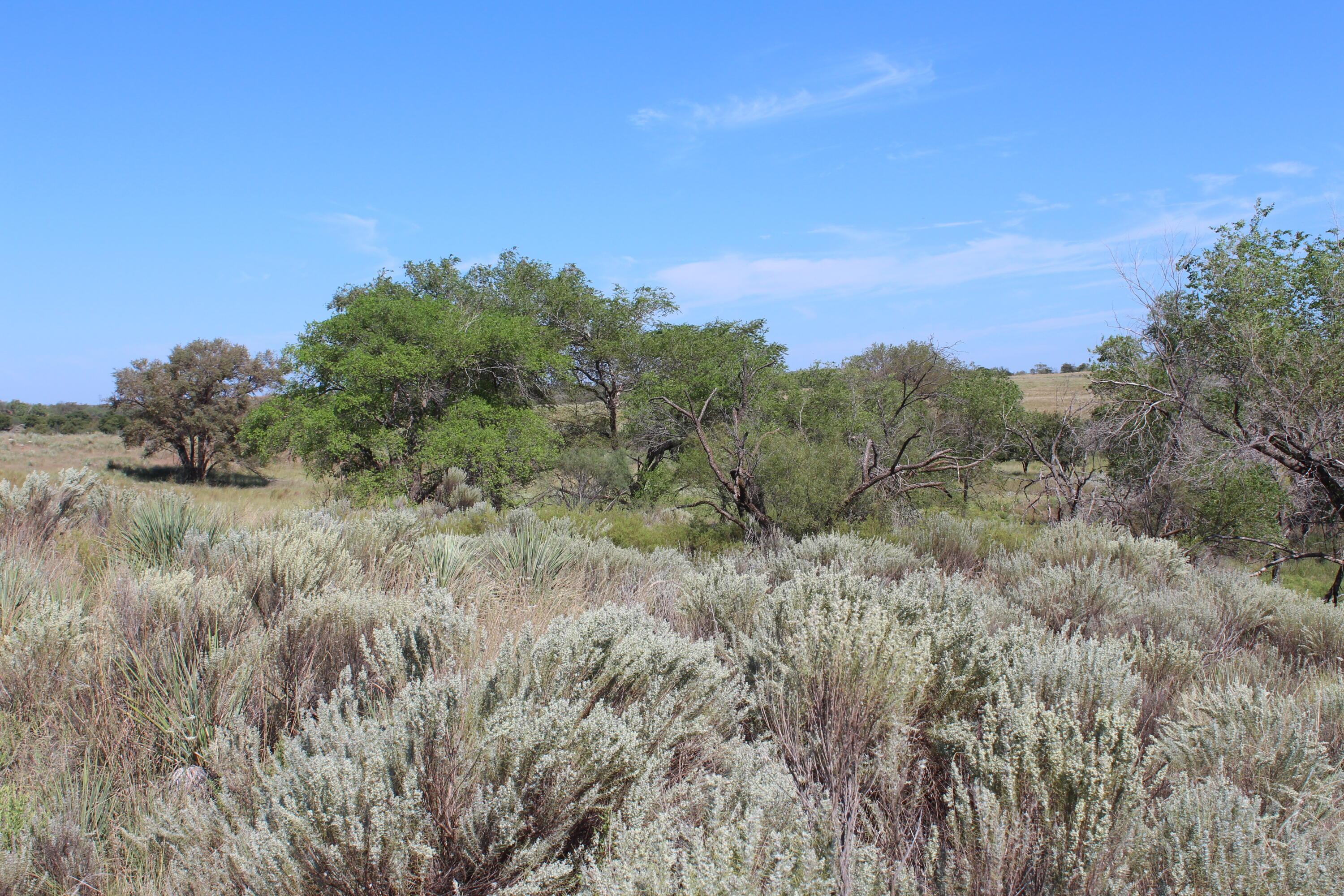 325 Acres Childress Property Photo 24