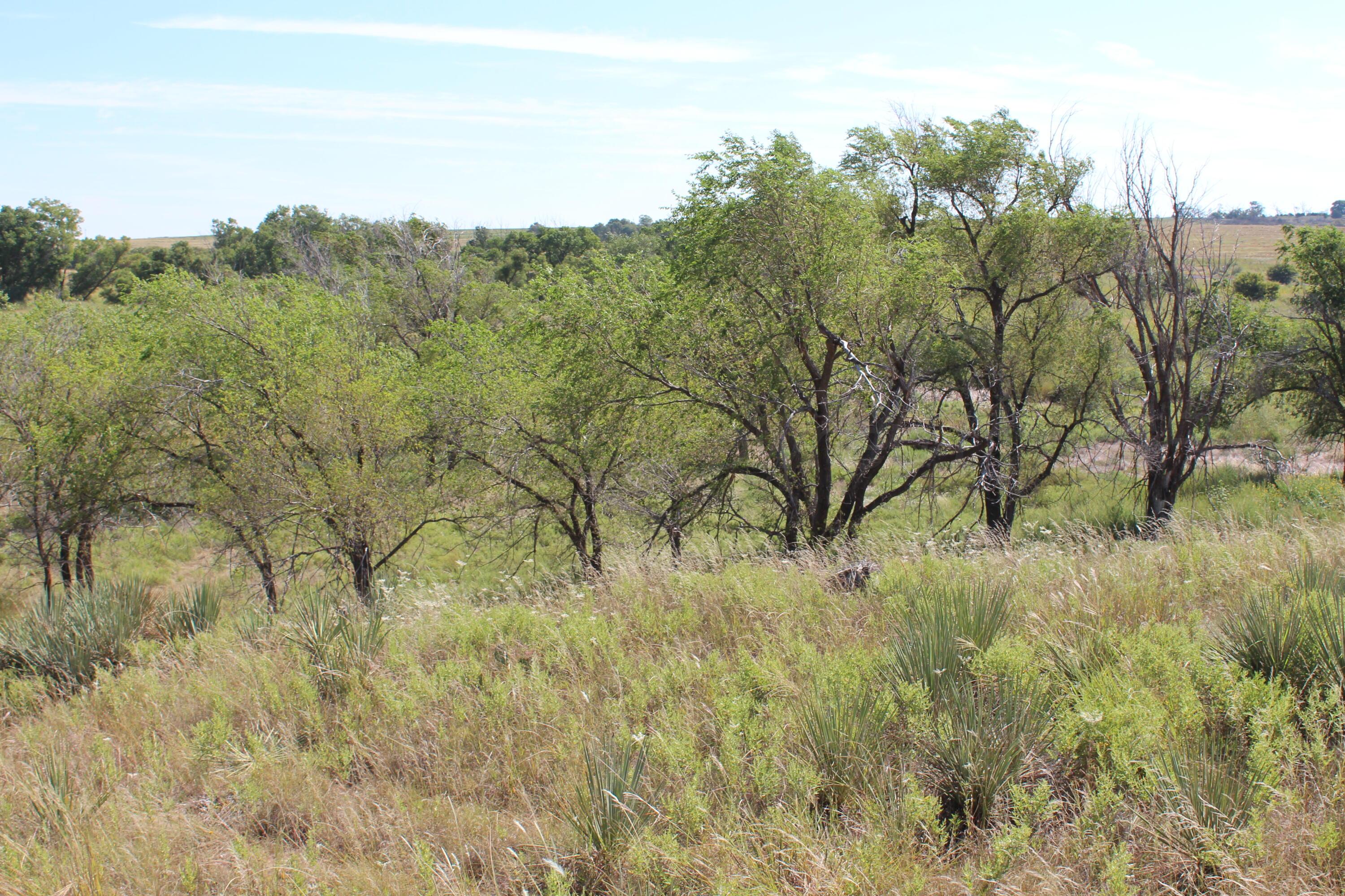 325 Acres Childress Property Photo 29