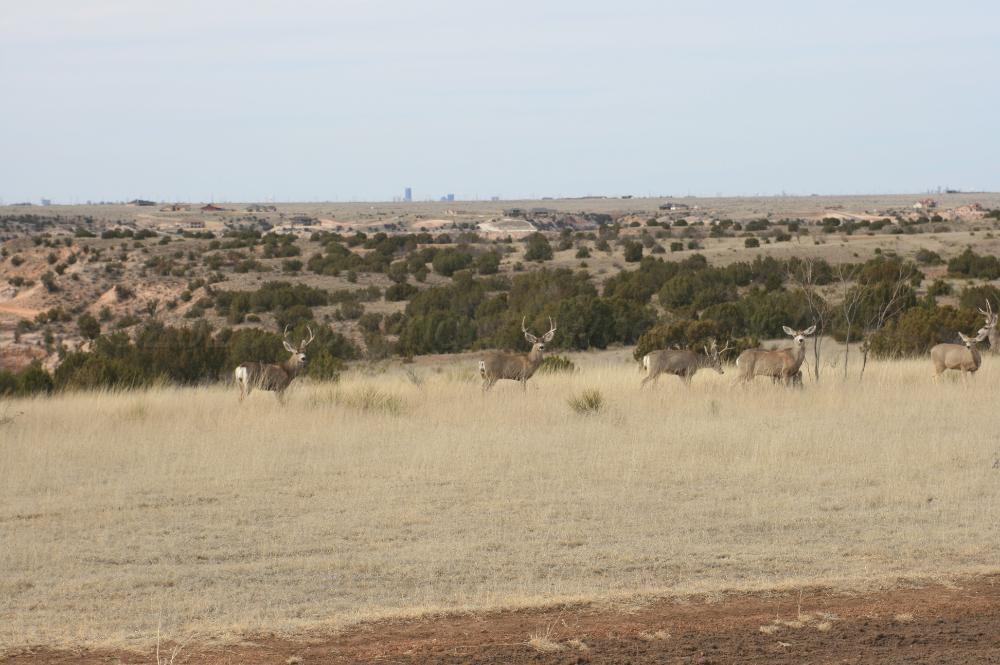 11800 Wild Horse Trail Property Photo 2
