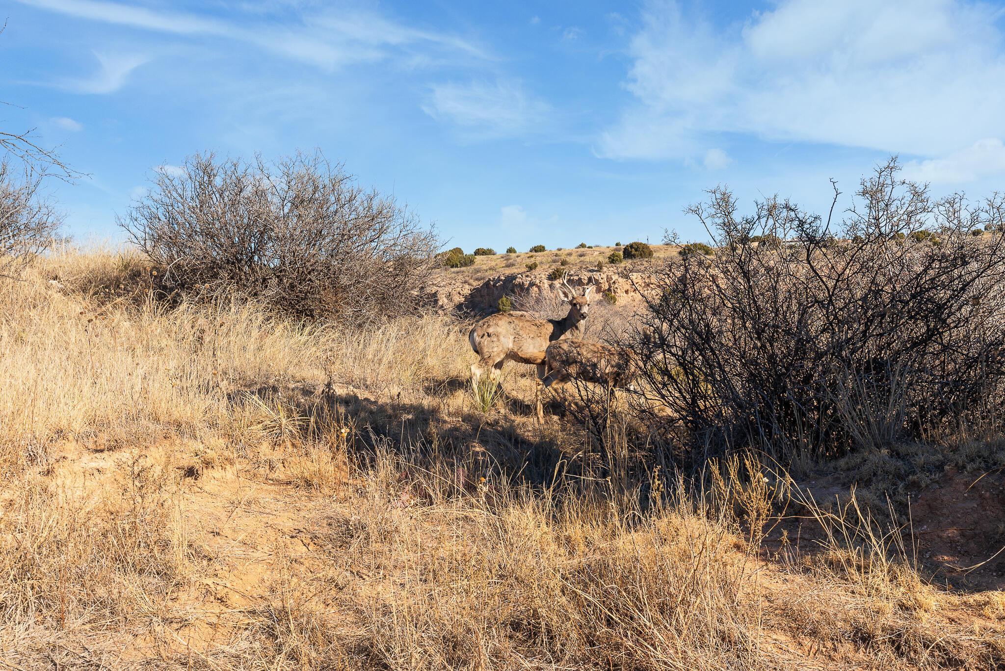 2.23 Acre Timbercreek Tract Property Photo 14