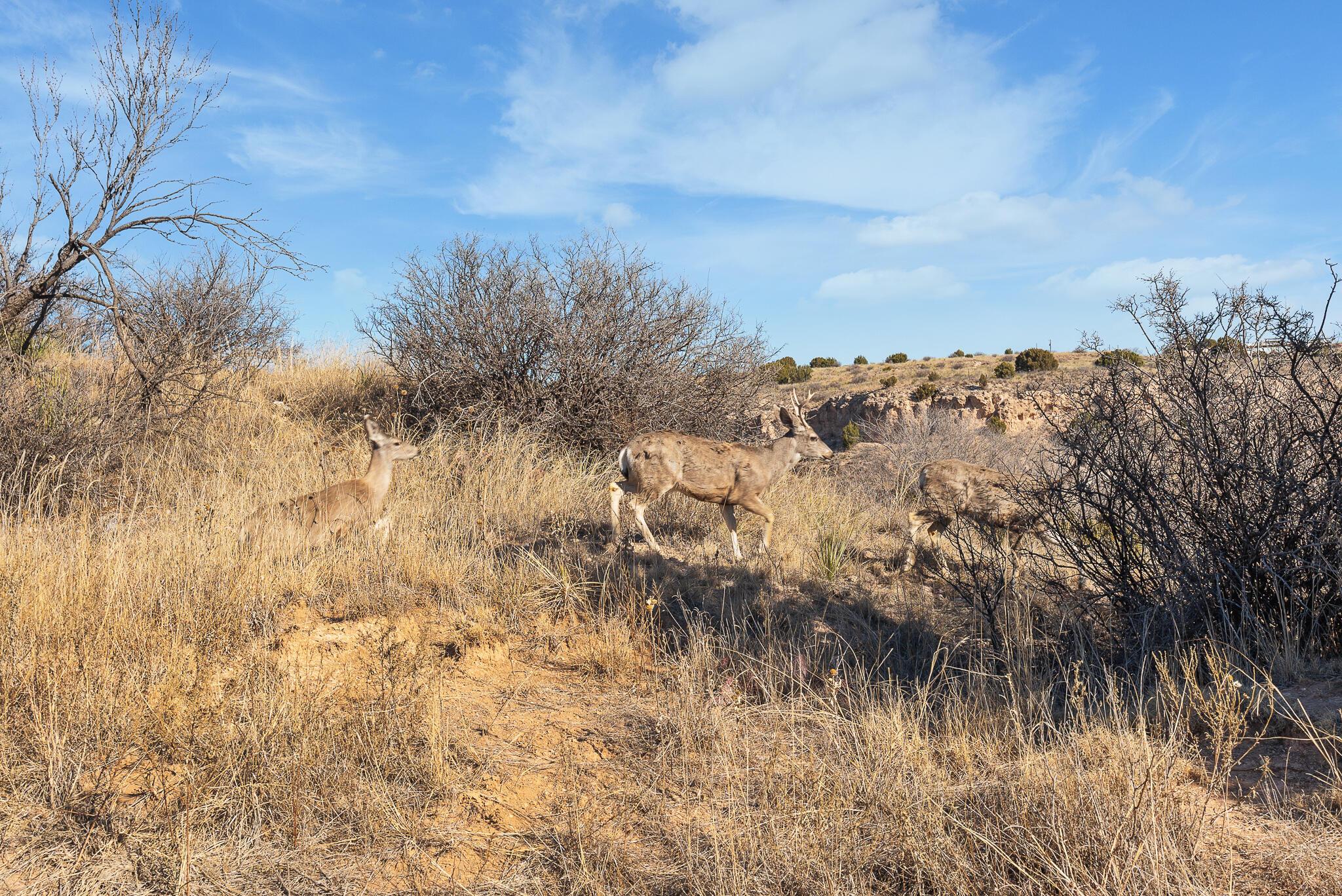 2.23 Acre Timbercreek Tract Property Photo 15