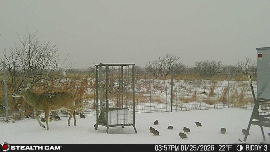 237.5 Acres Cottle County Property Photo 63