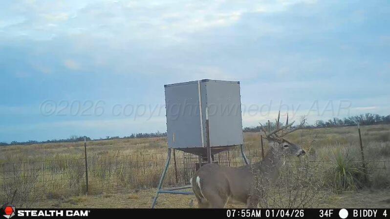 237.5 Acres Cottle County Property Photo 64