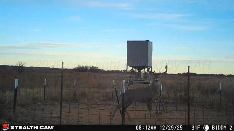 237.5 Acres Cottle County Property Photo 65