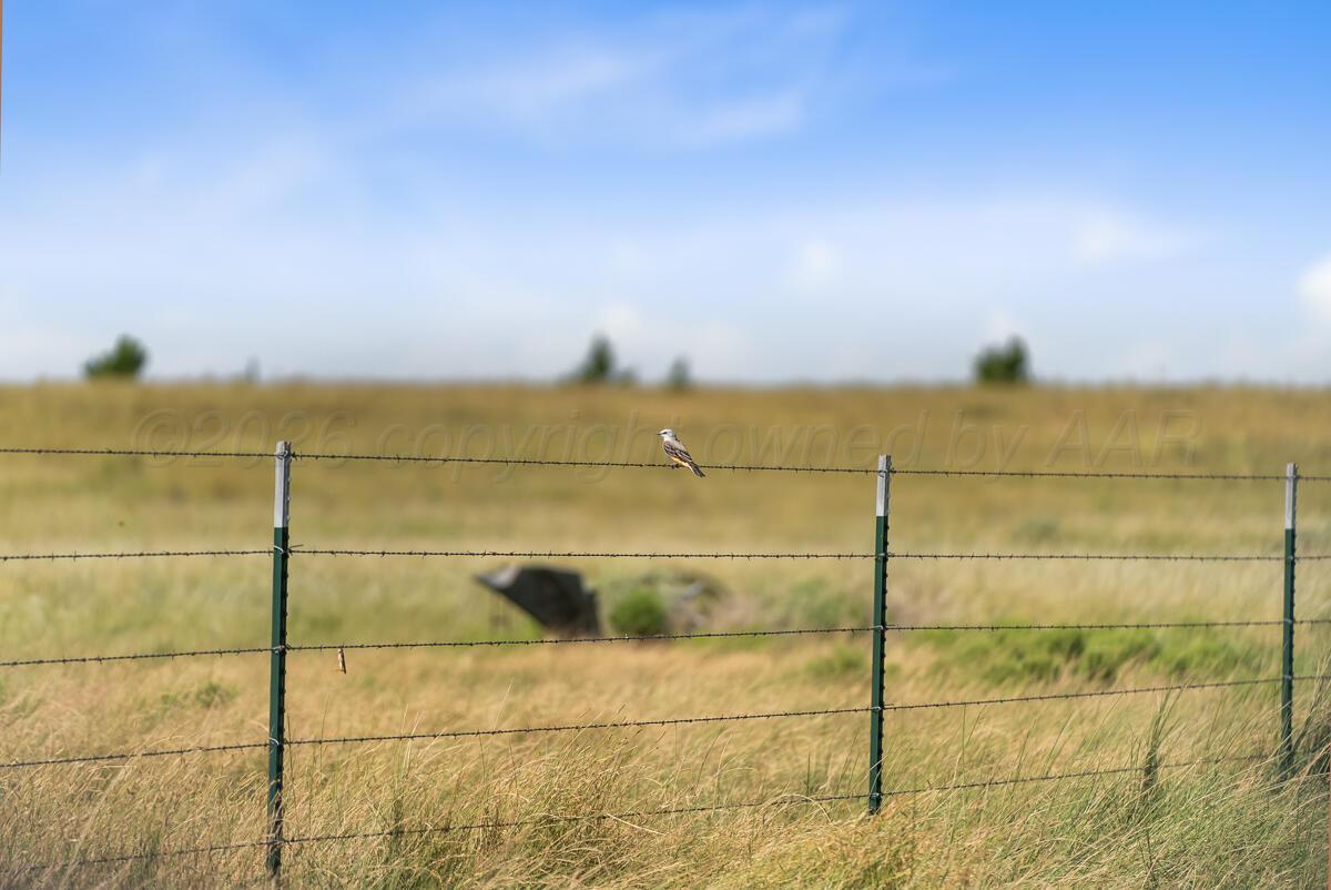 Bar T Ranch Property Photo 14