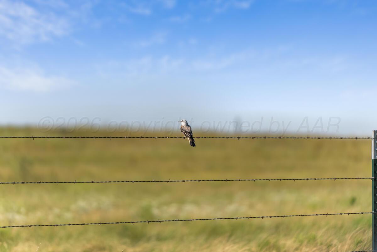 Bar T Ranch Property Photo 15