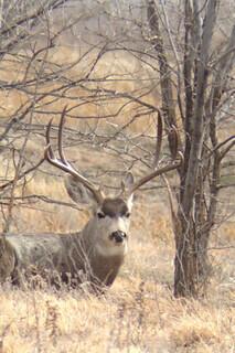 13000 Wild Horse Trail Property Photo 9