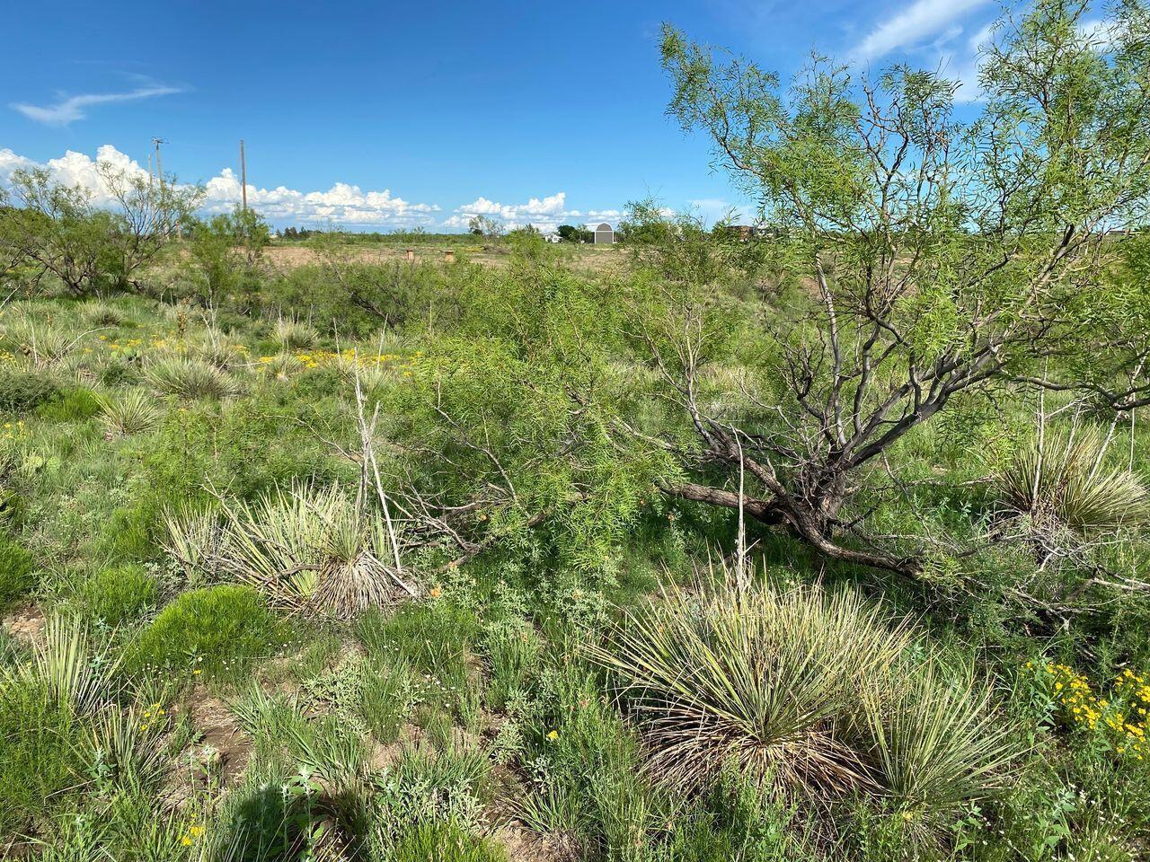9831 Amarillo Road Property Photo 13