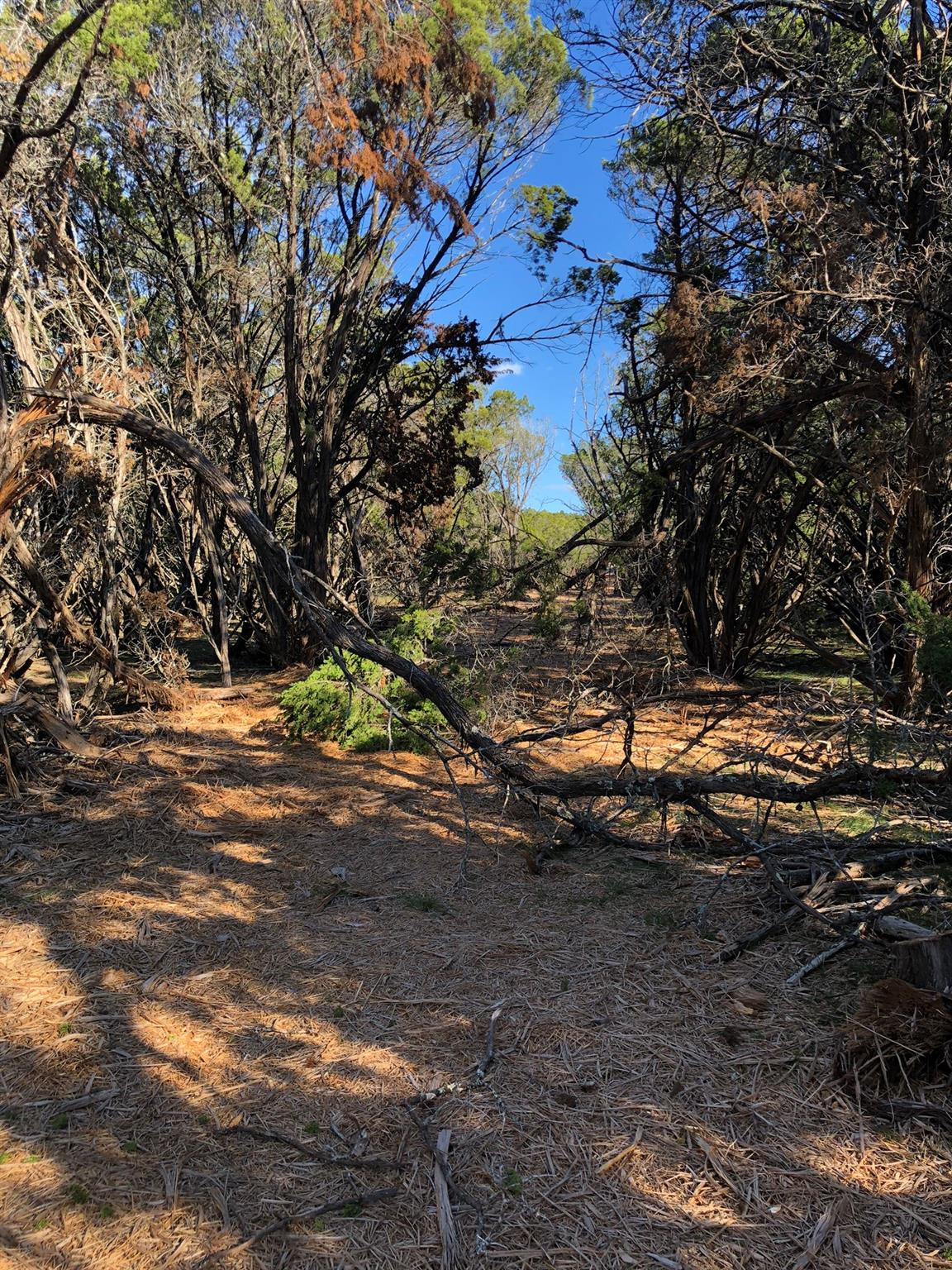 Lot 162 Addax Ct Property Photo 2
