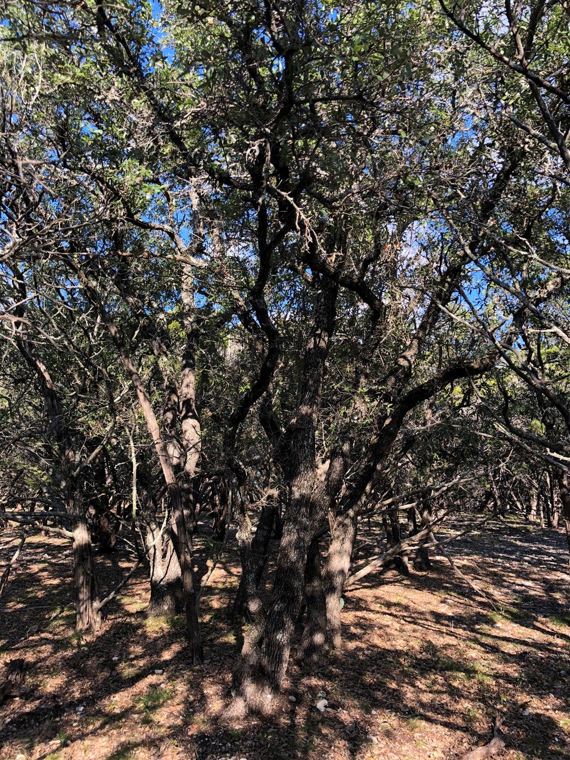 Lot 162 Addax Ct Property Photo 16