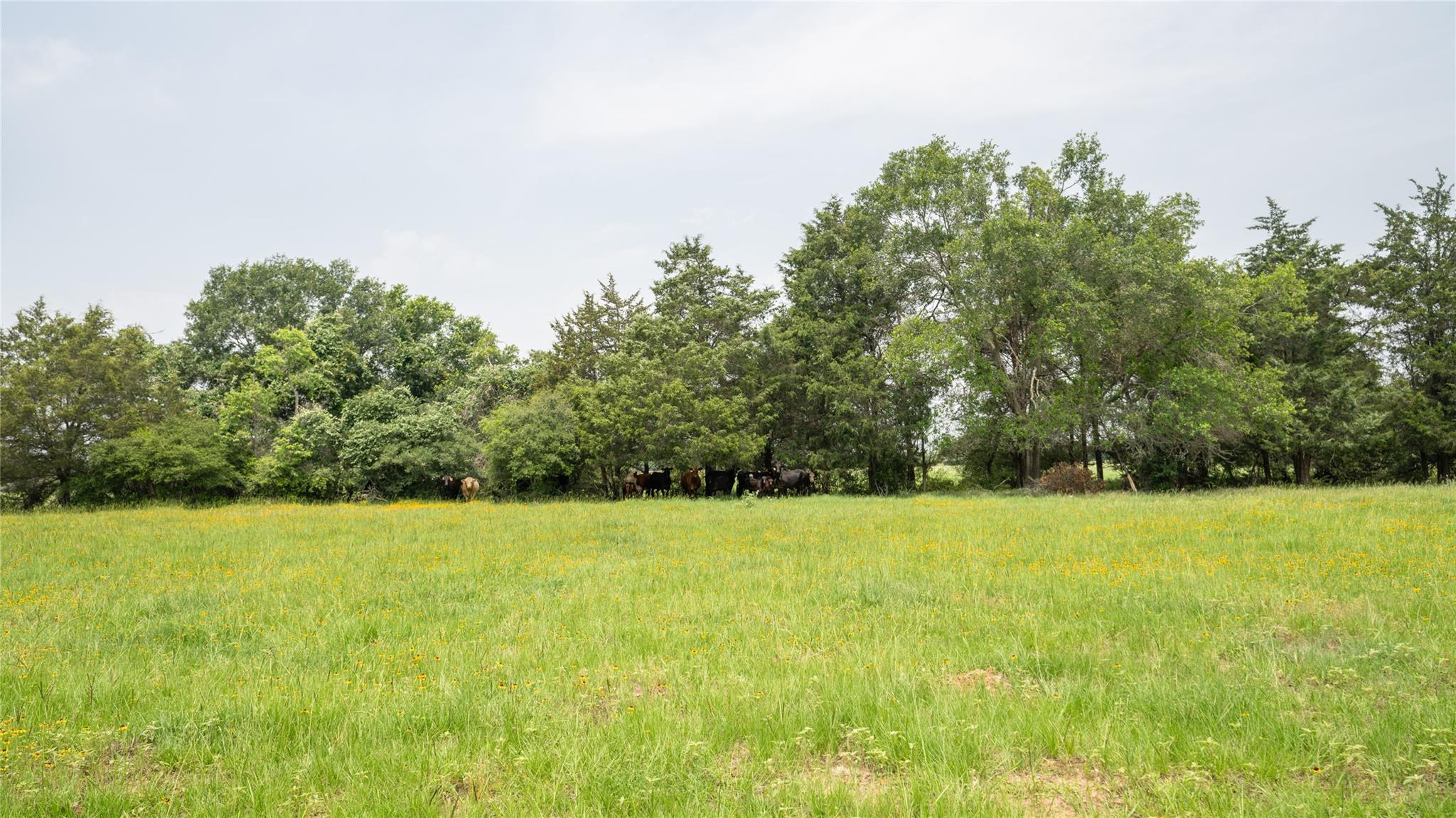 0000 Cr 316 None Property Photo 39