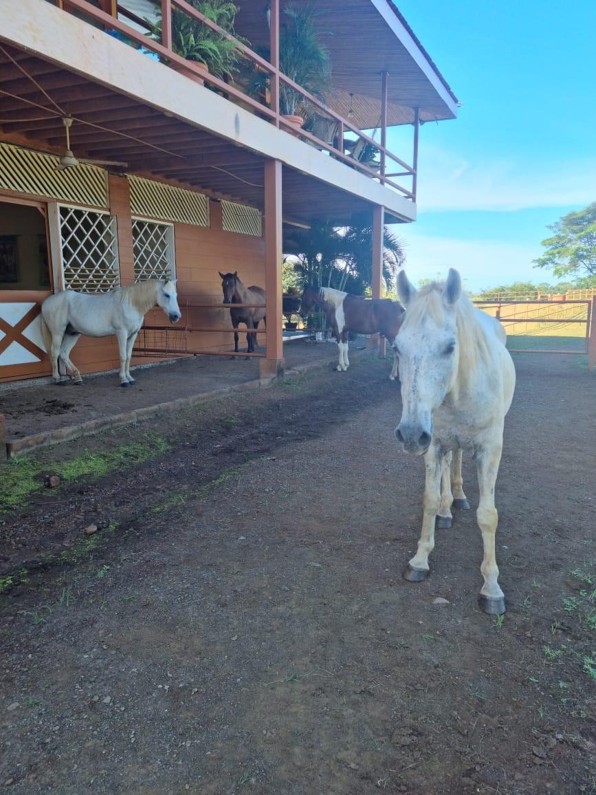 0 Finca Sweet Prince Property Photo 37