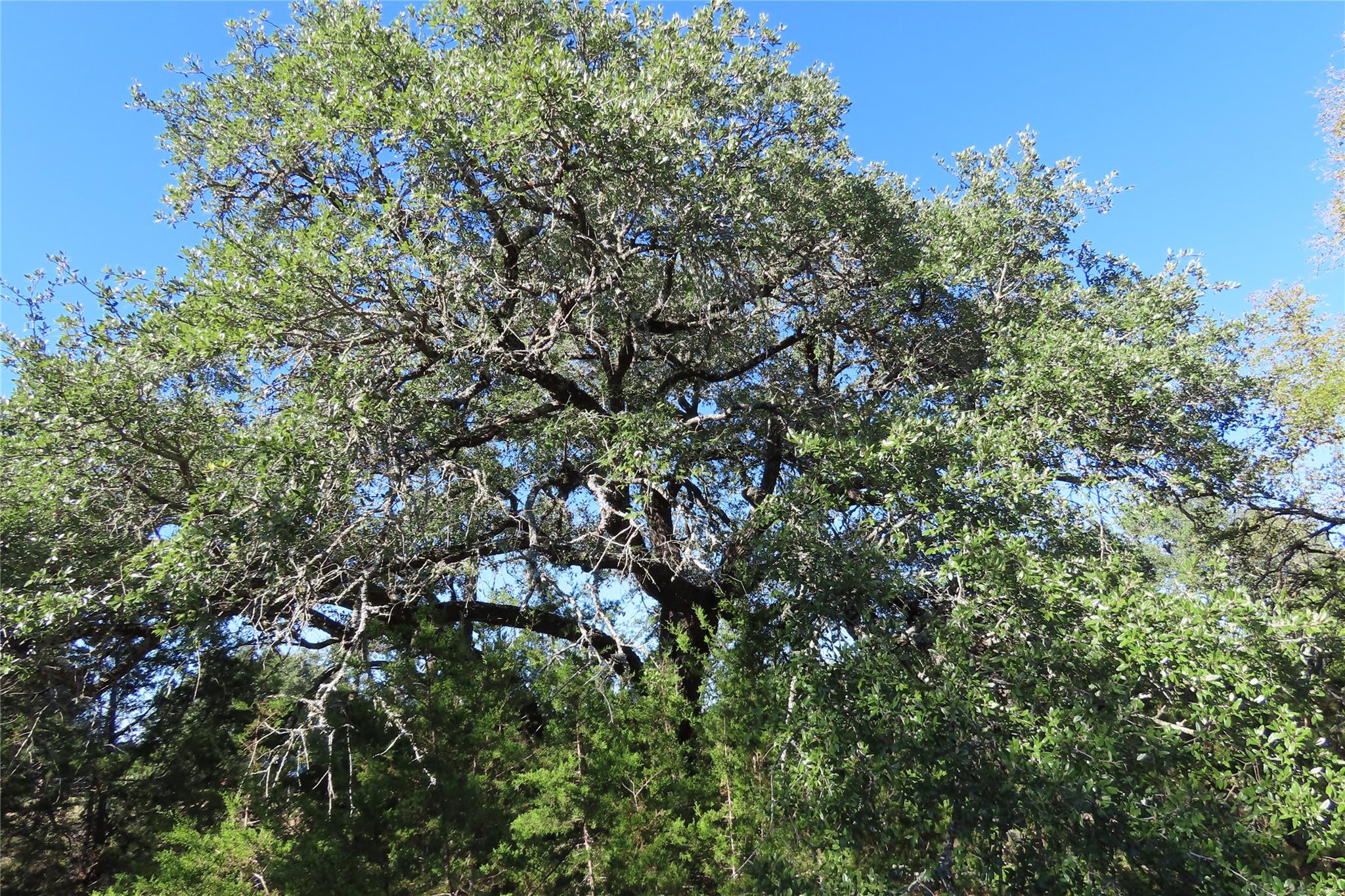 317 Little Gabriel River Dr Property Photo 7