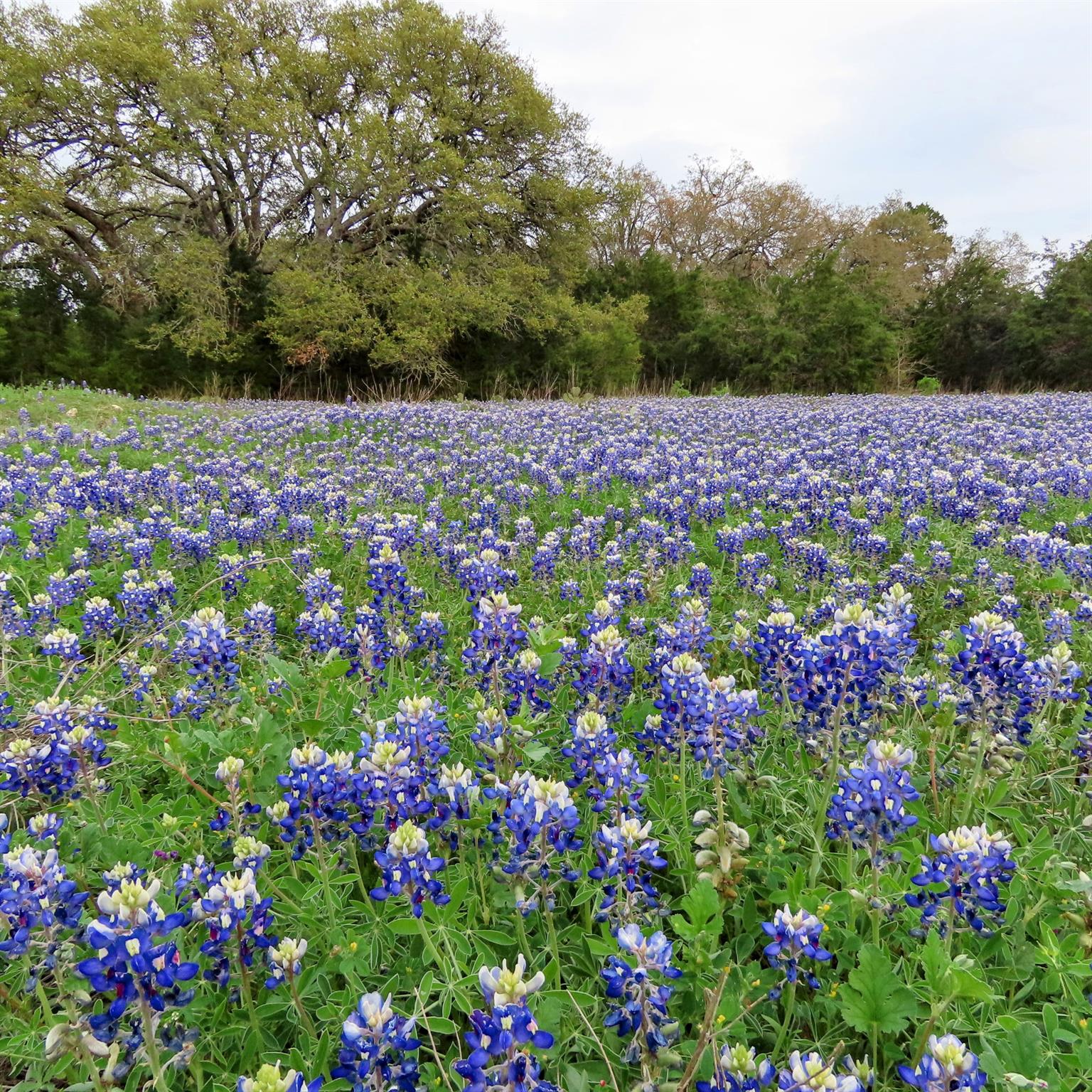 317 Little Gabriel River Dr Property Photo 20