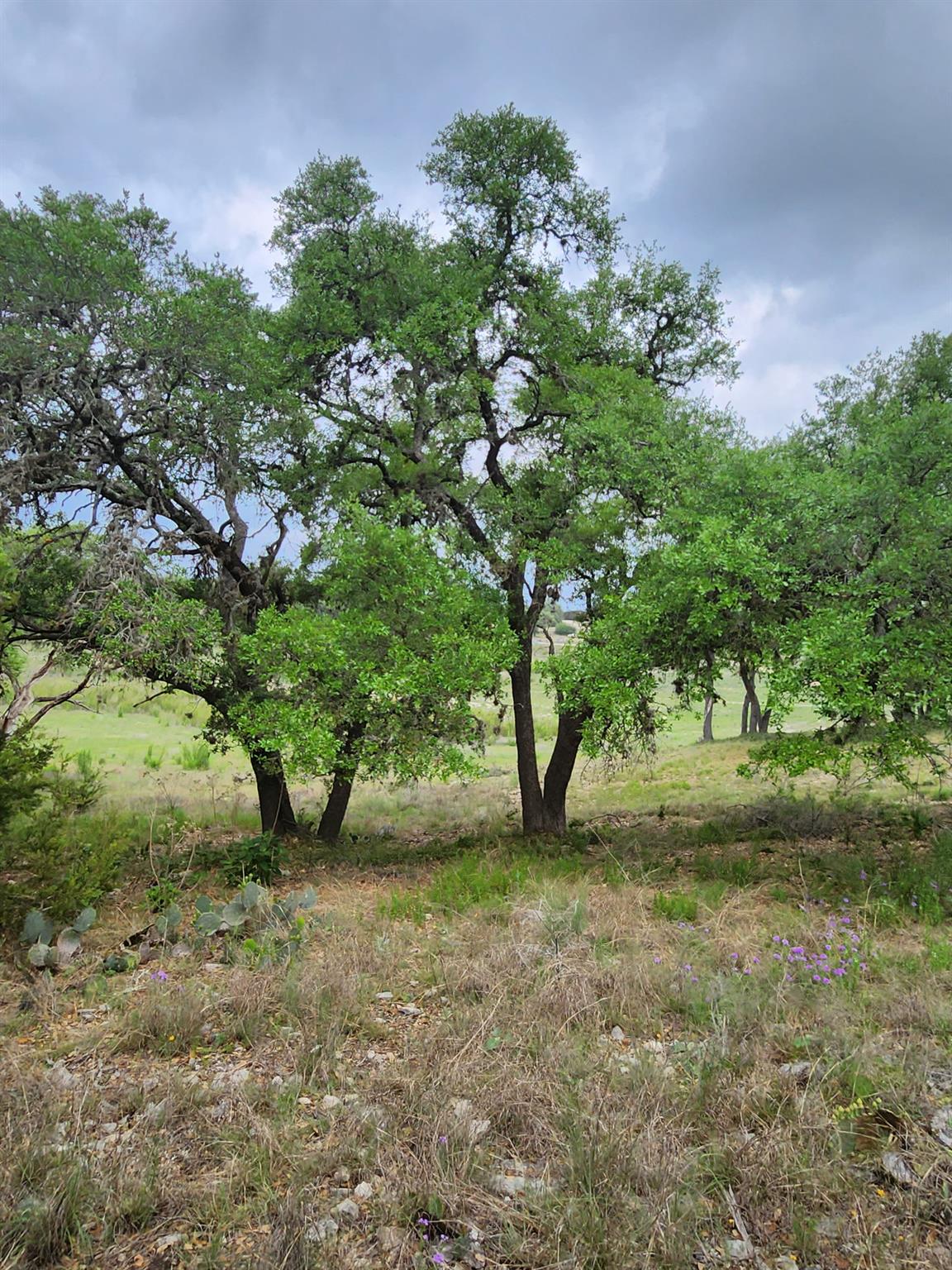 1279 Kings Cove Dr Property Photo 5