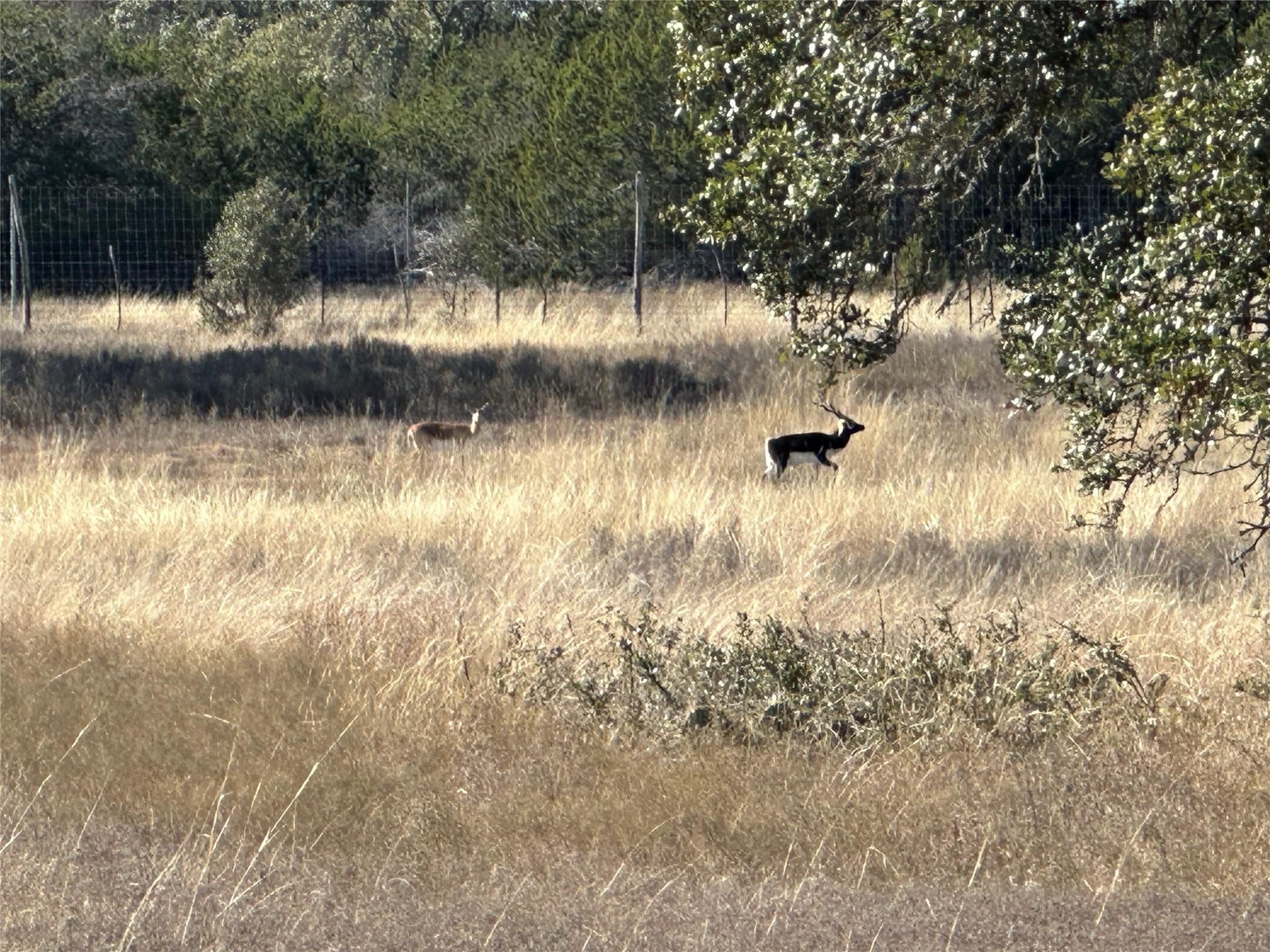 Lot 186 Blackbuck Ridge Dr Property Photo 9