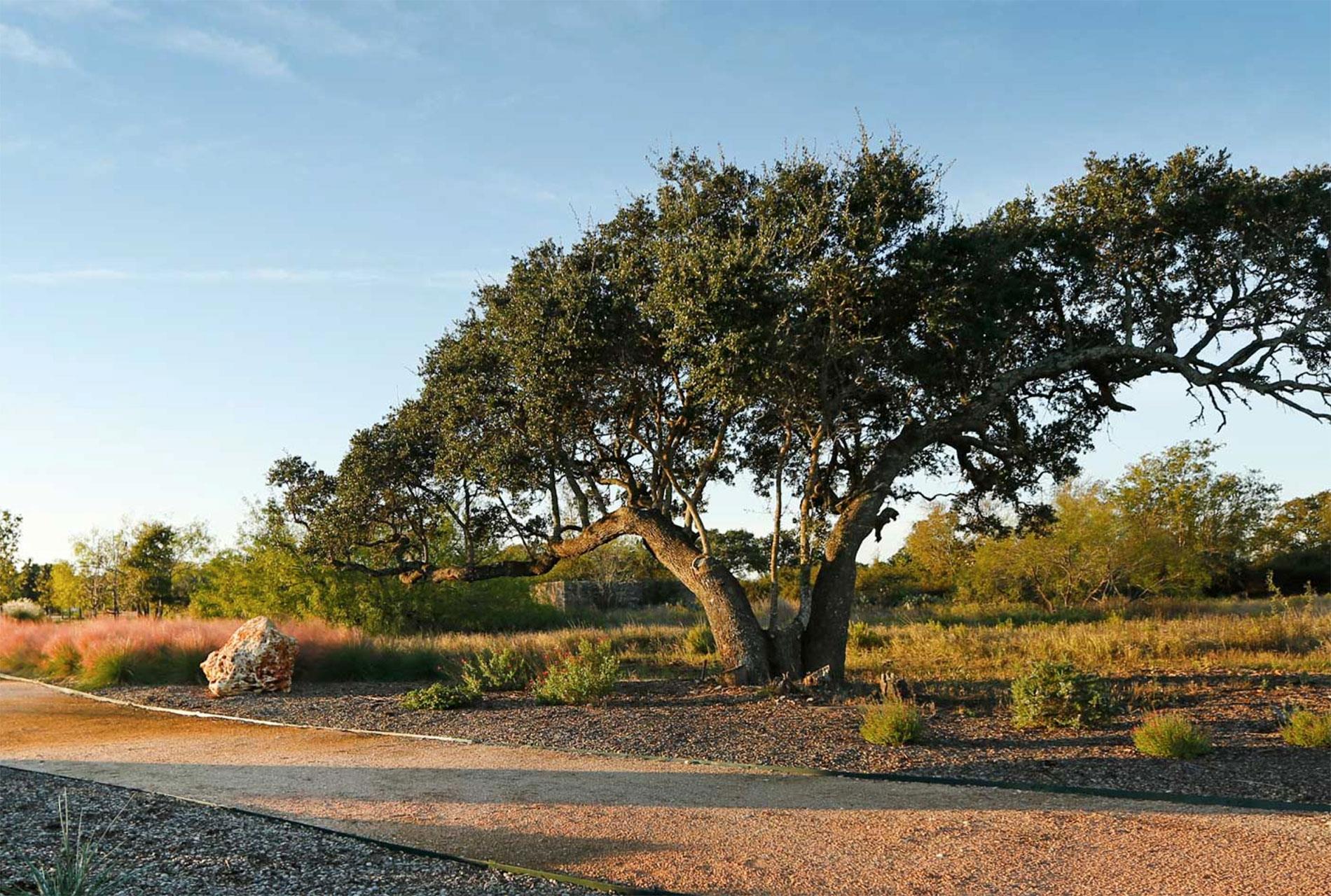 2405 Ambling Trl Property Photo 4