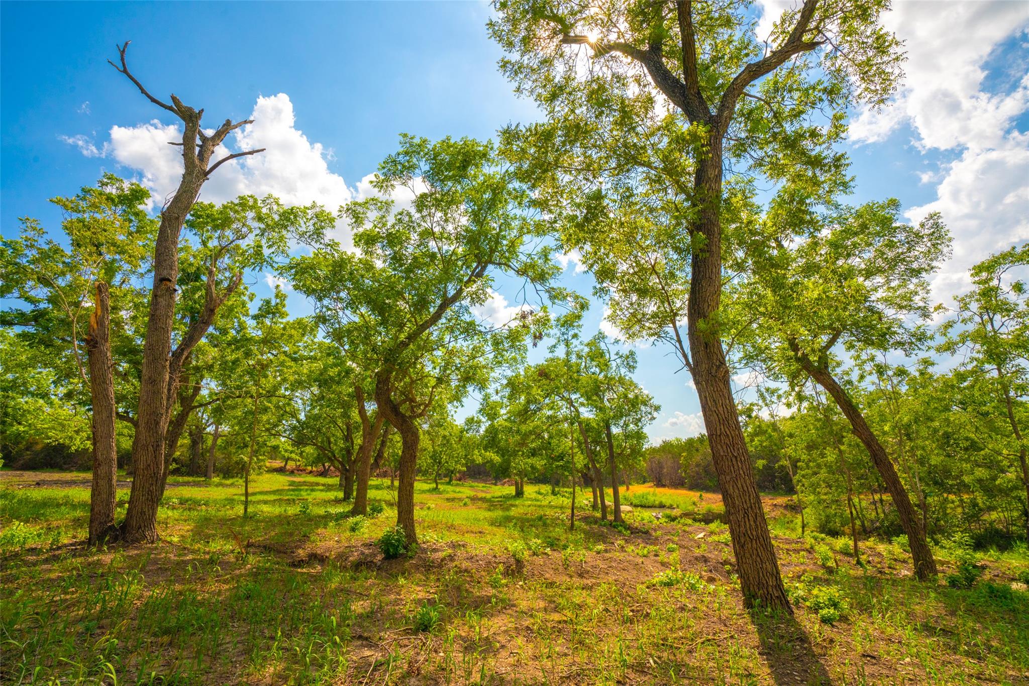 000 25 Acres Grotto Springs Ranch Property Photo 11