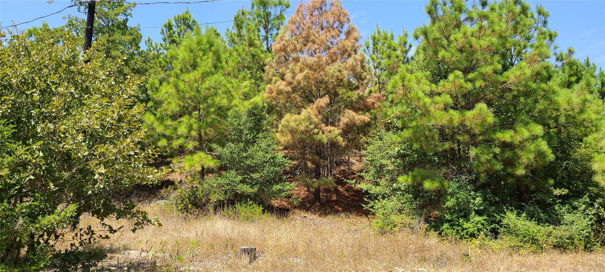 Tbd Tall Forest Dr Property Photo 4