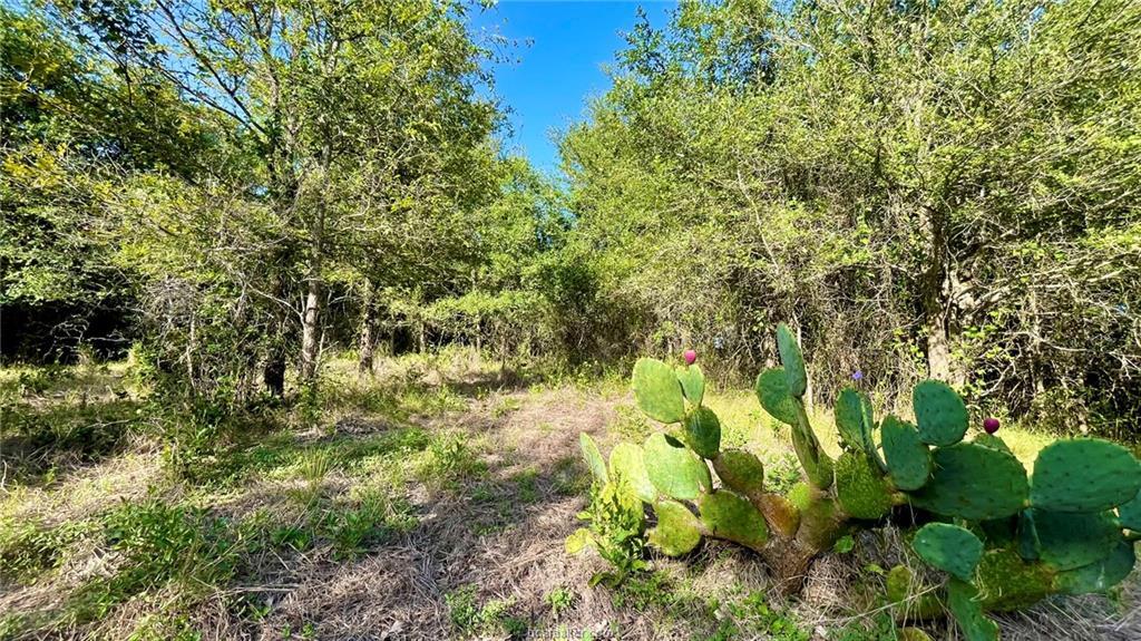 750 County Rd 206a (15.5 Acres) None Property Photo 22