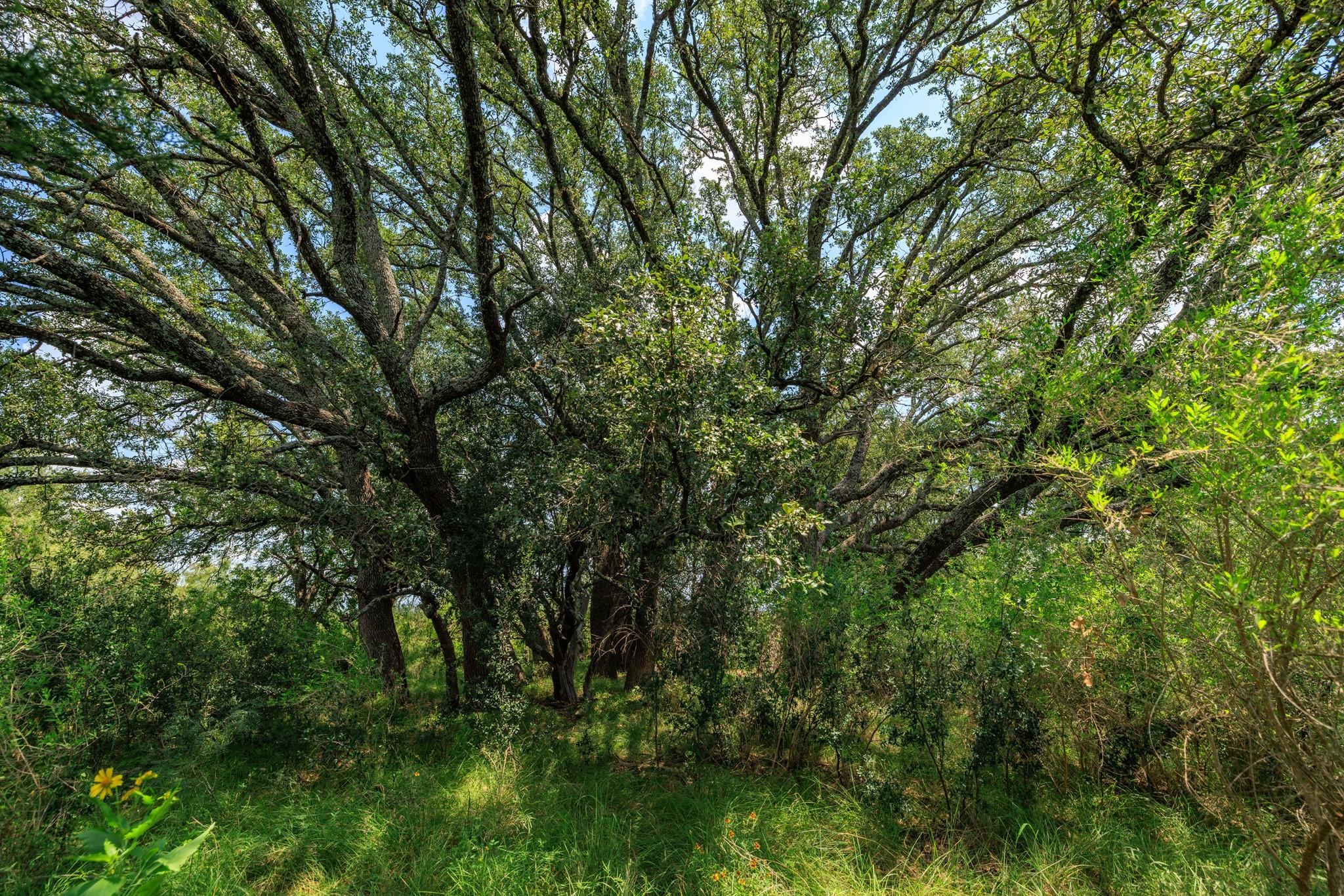 0 Ranch Road 648 None Property Photo 9