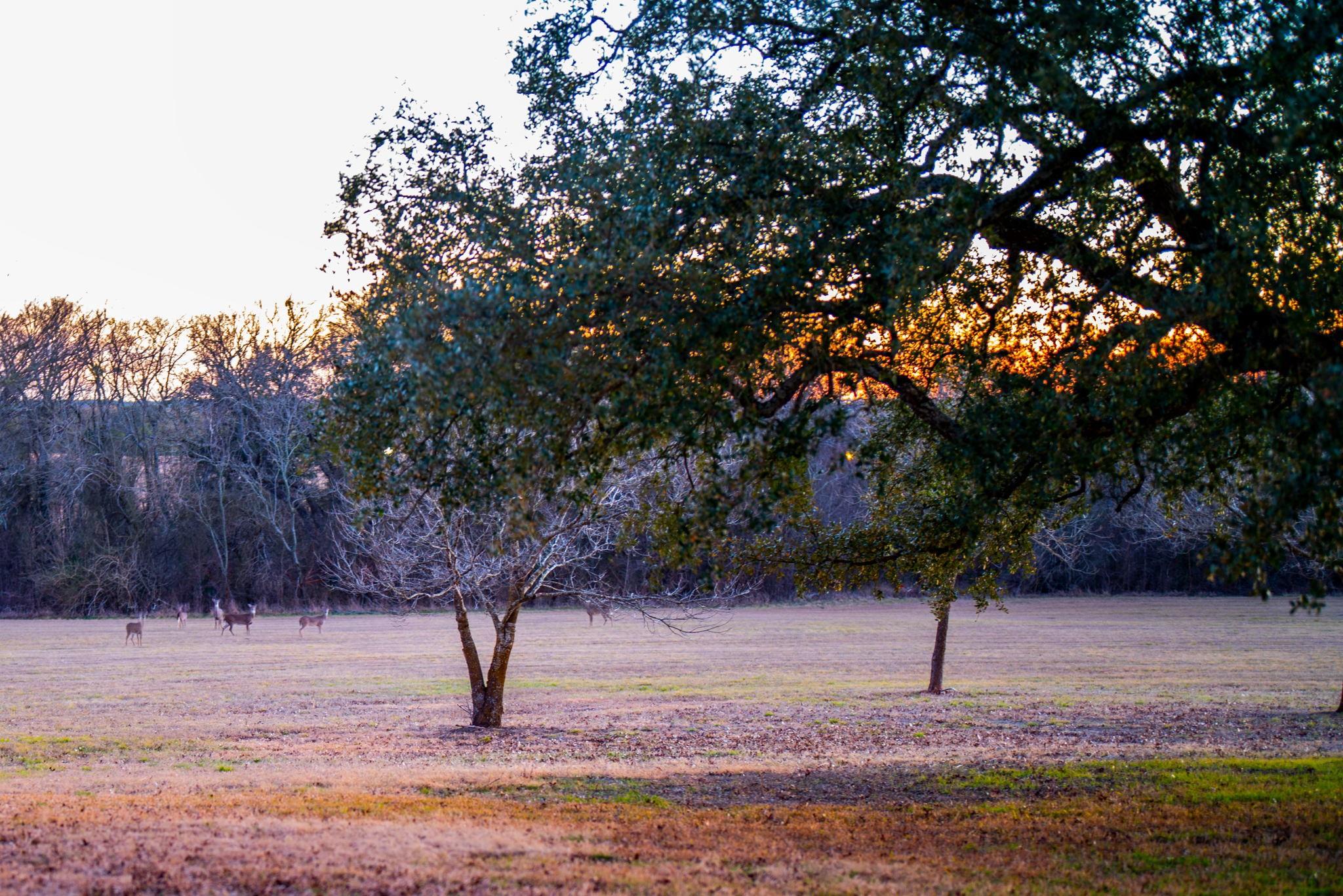 6731 E Fm 1123 Property Photo 18