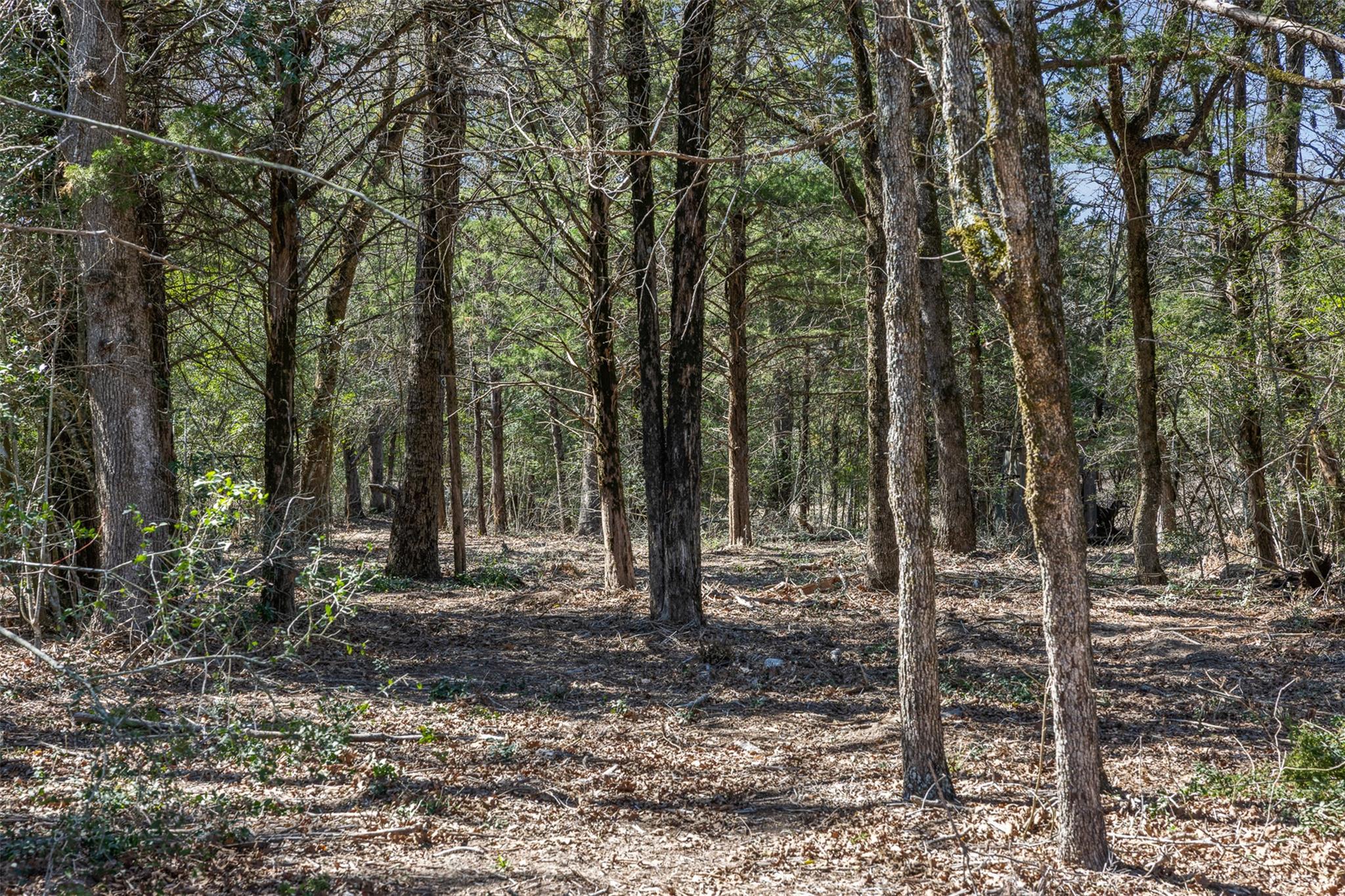 4.81 Ac Pauline Ln Property Photo 2