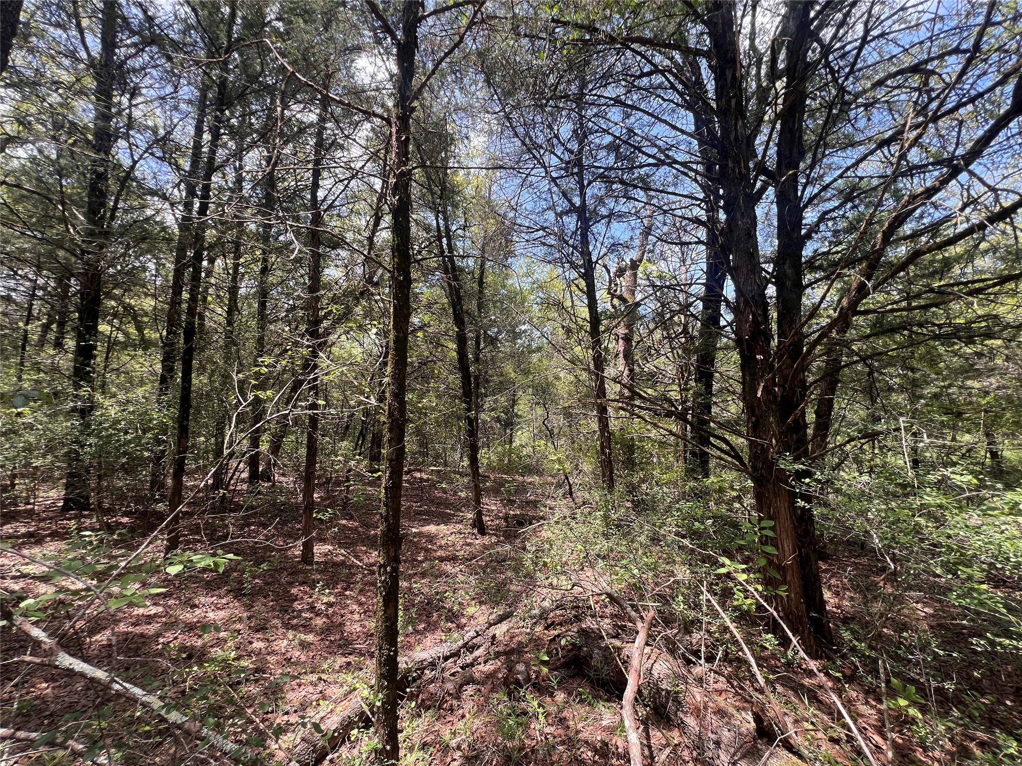 4.81 Ac Pauline Ln Property Photo 11