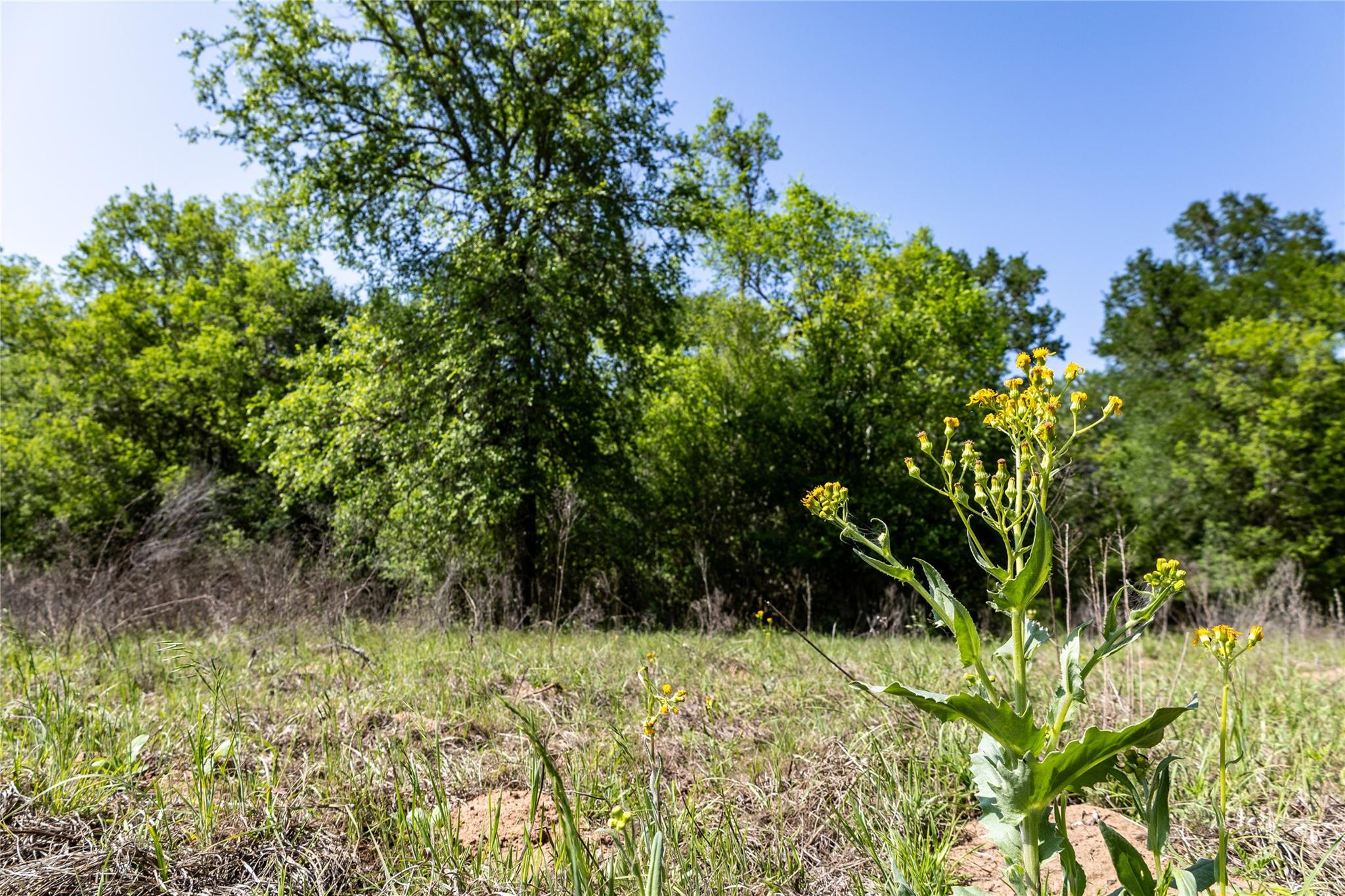 2990 Fm 467 Property Photo 24