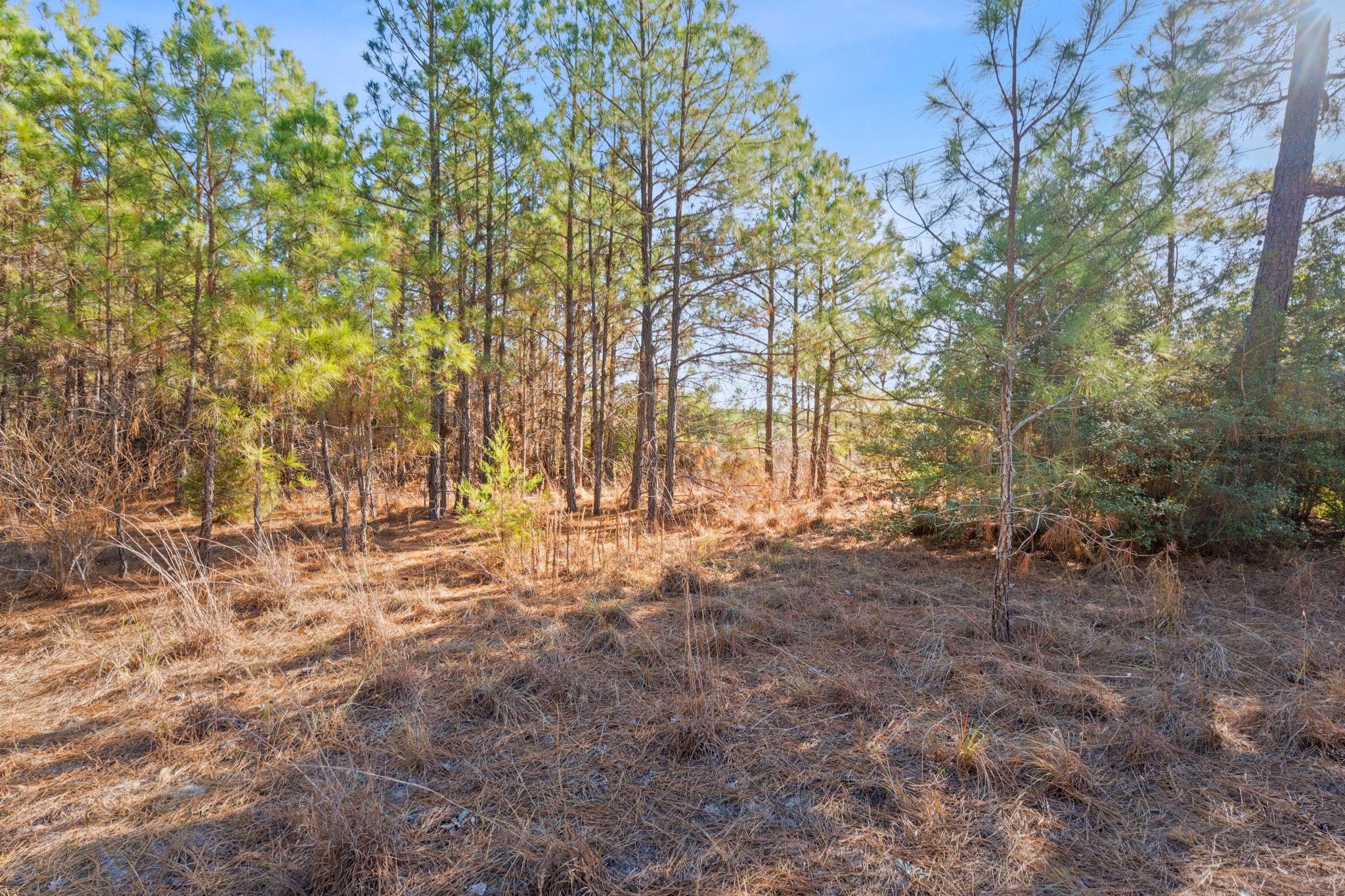 Lot 65 State Highway 21 None Property Photo 5