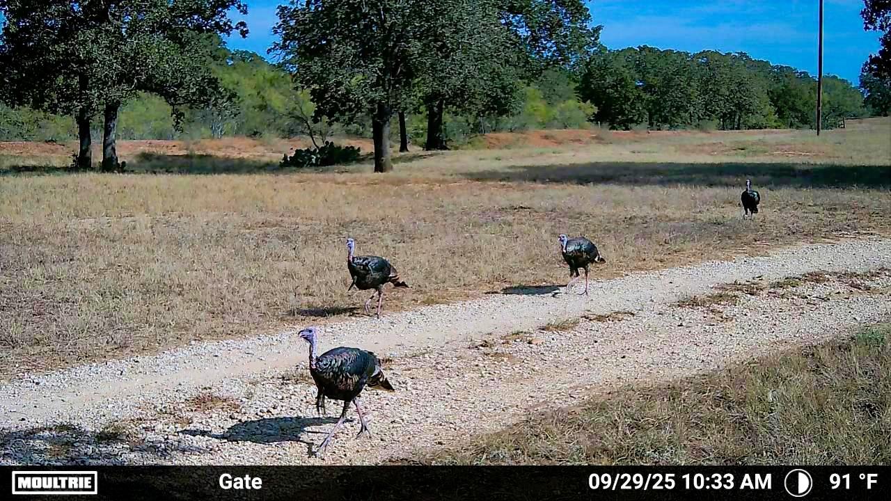 2464 County Road 249 None Property Photo 6