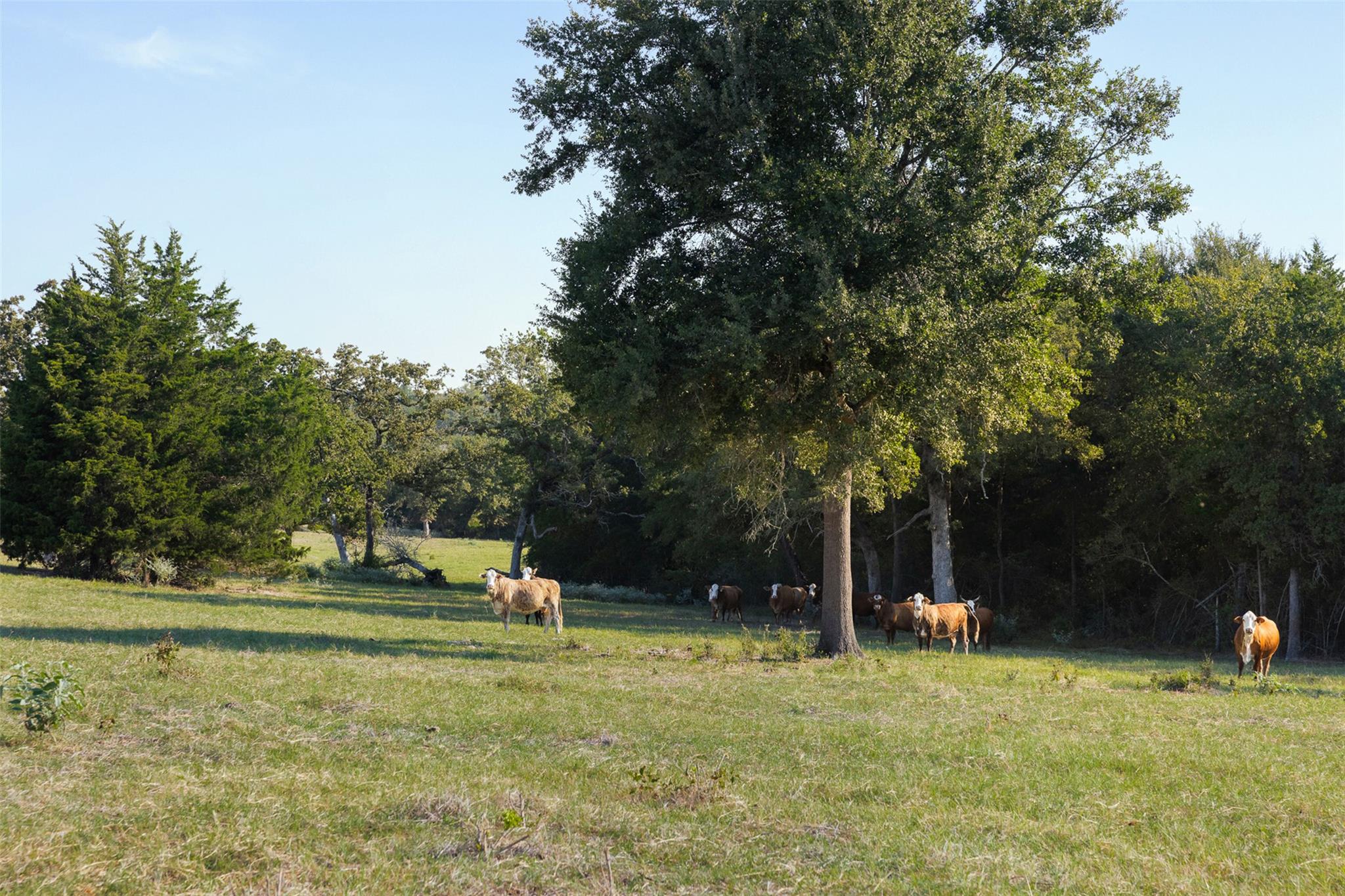 11789 Fm 2095 None Property Photo 20