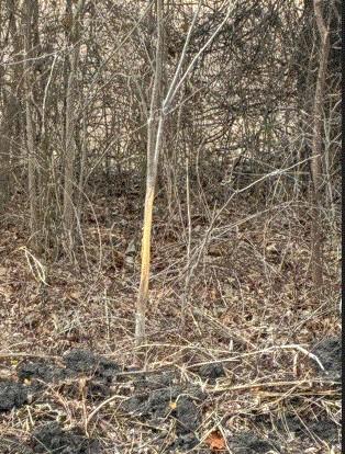 Cr 3061 Lot 2 Hwy Property Photo 6