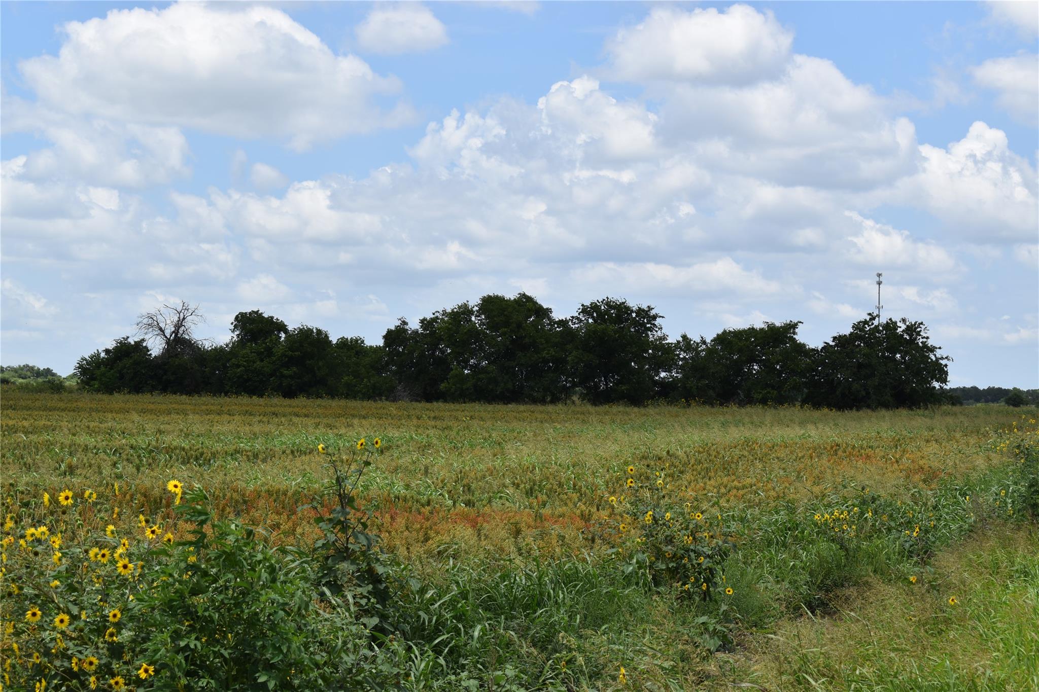 Tbd County Road 109 None Property Photo 3