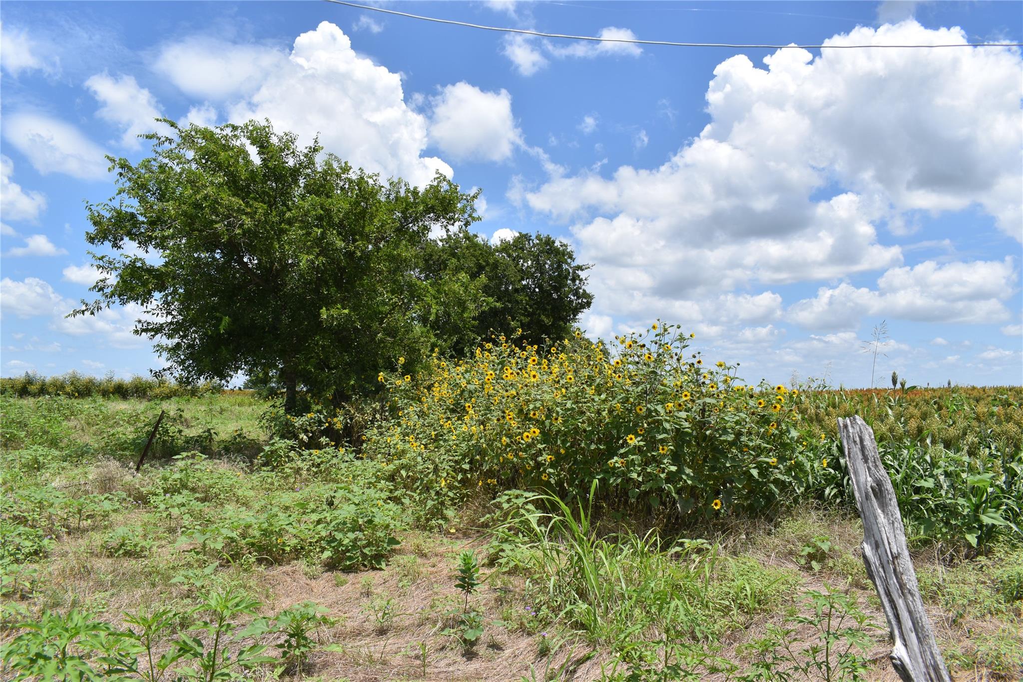 Tbd County Road 109 None Property Photo 7